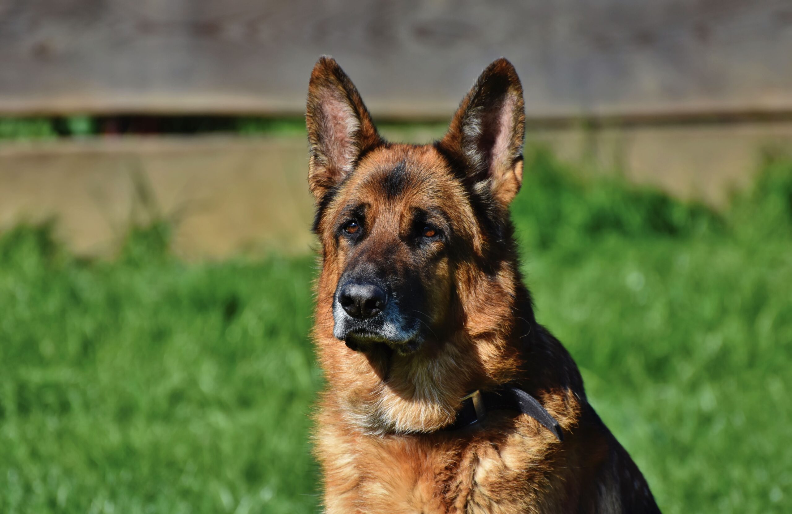 Deutscher Schäferhund mit kräftigem Körperbau in der Natur