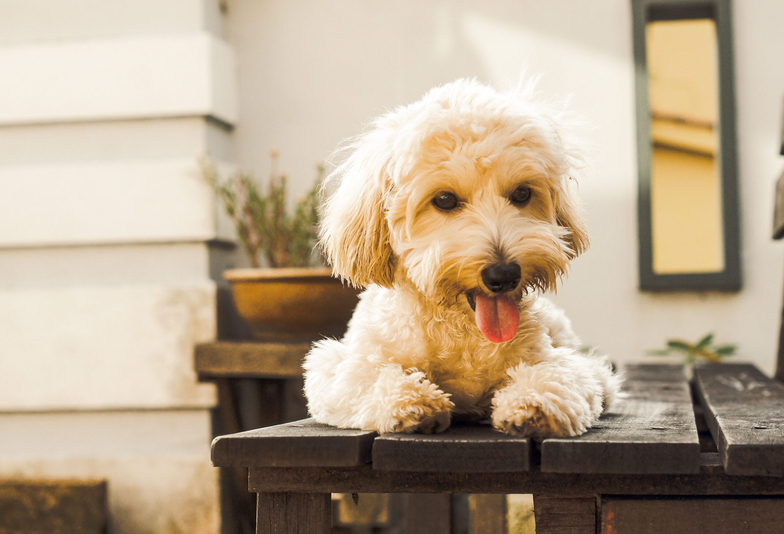 Gesunder Maltipoo aufmerksam im Freien