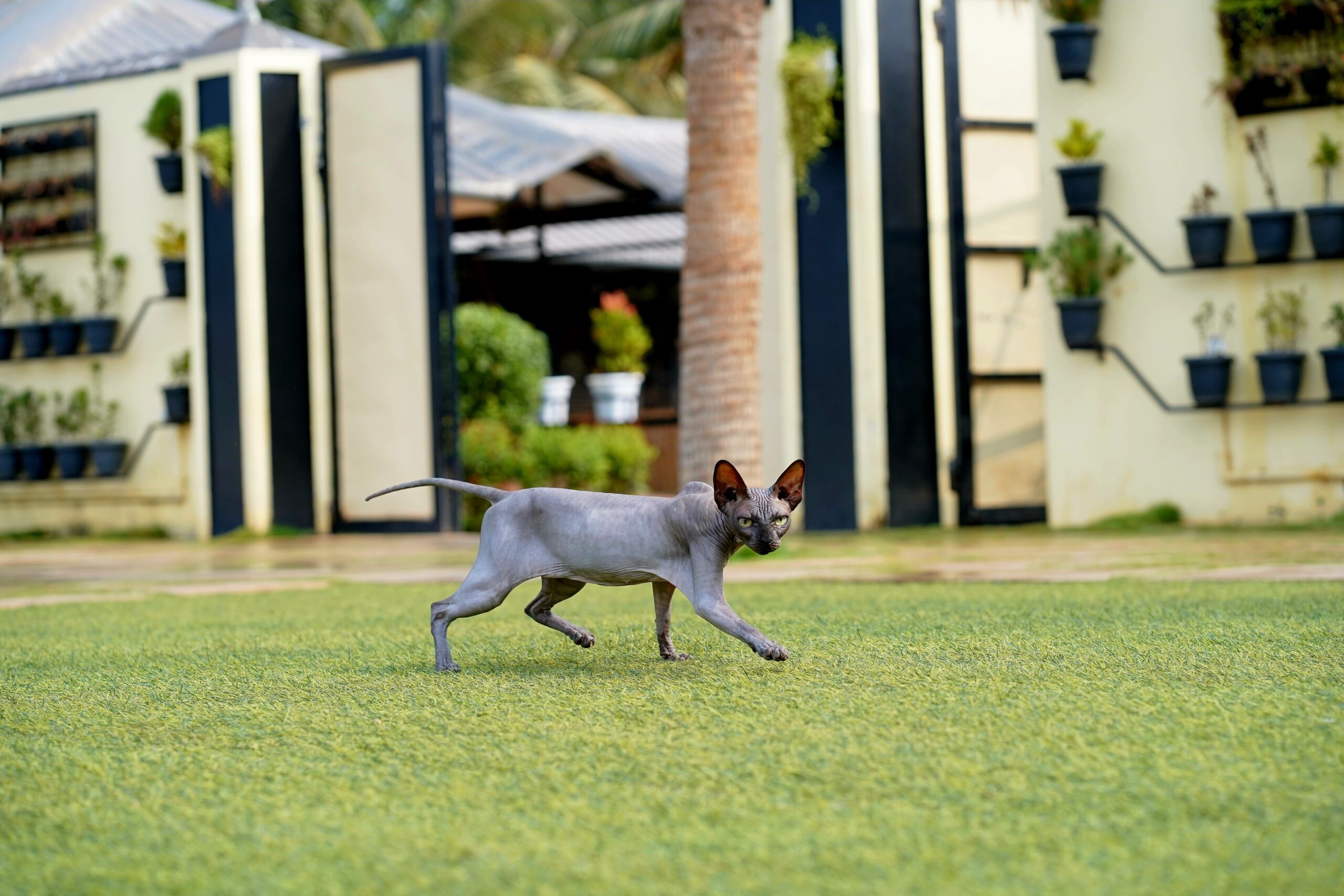 Donskoy Don Sphynx Katze entspannt in der Wohnung