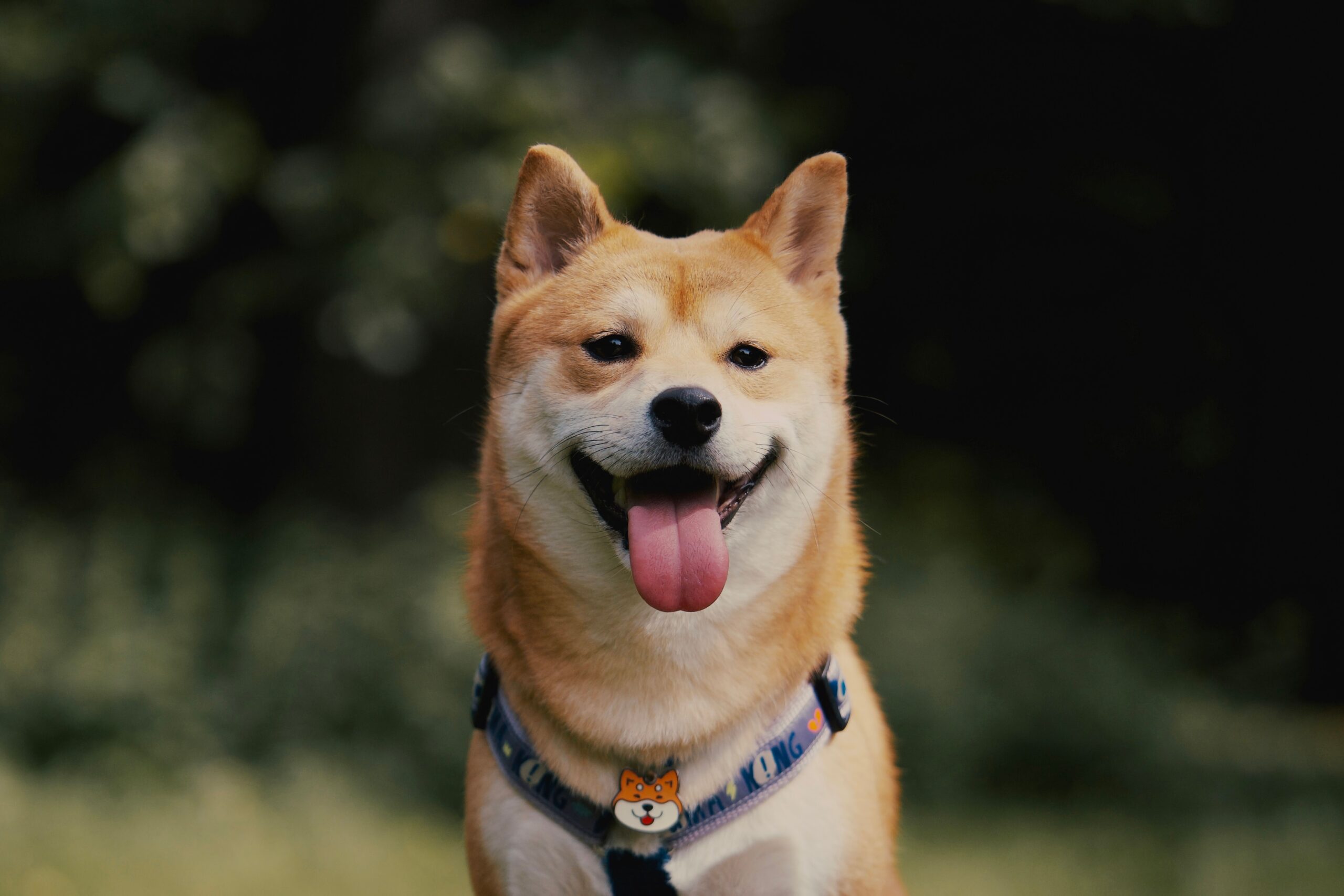Shiba Inu beim Spaziergang mit seinem Halter
