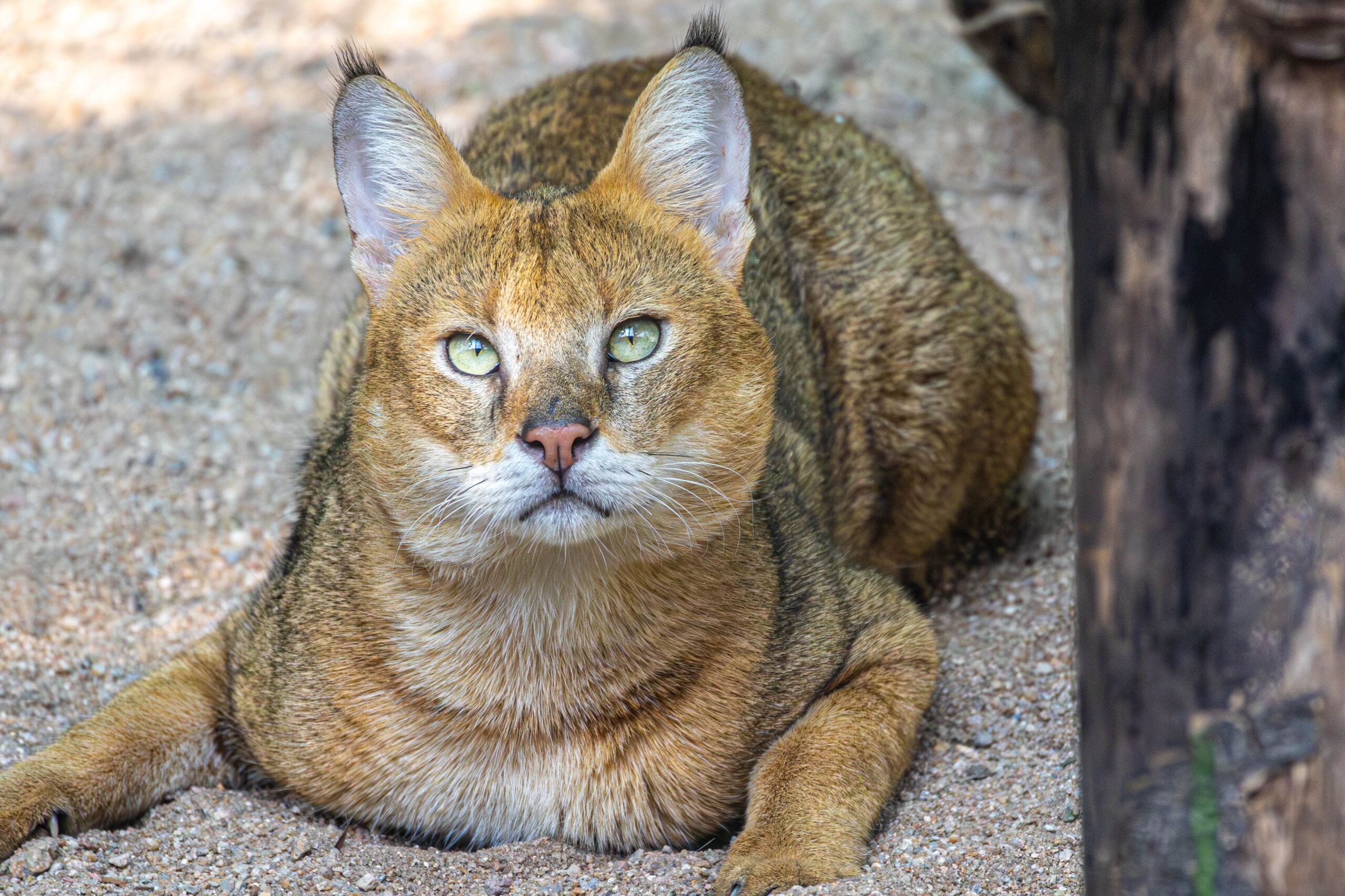 Chausie Katze mit großen Ohren und athletischem Körper