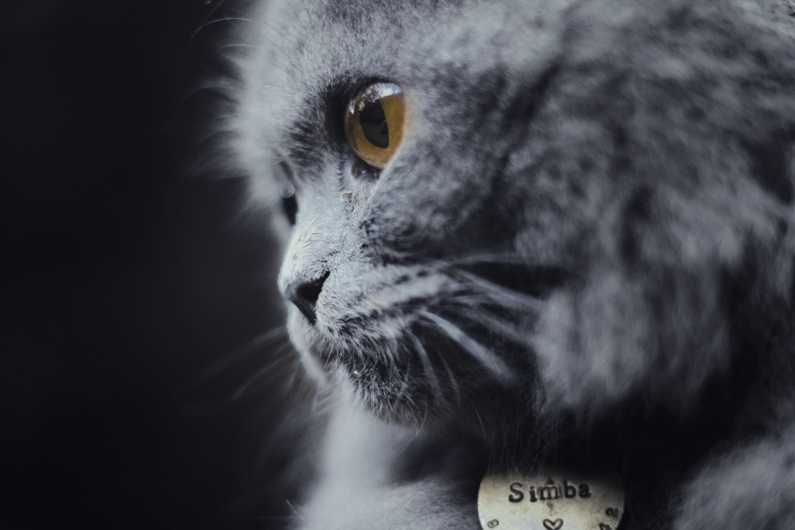 Britisch Langhaar Katze bei der tierärztlichen Untersuchung