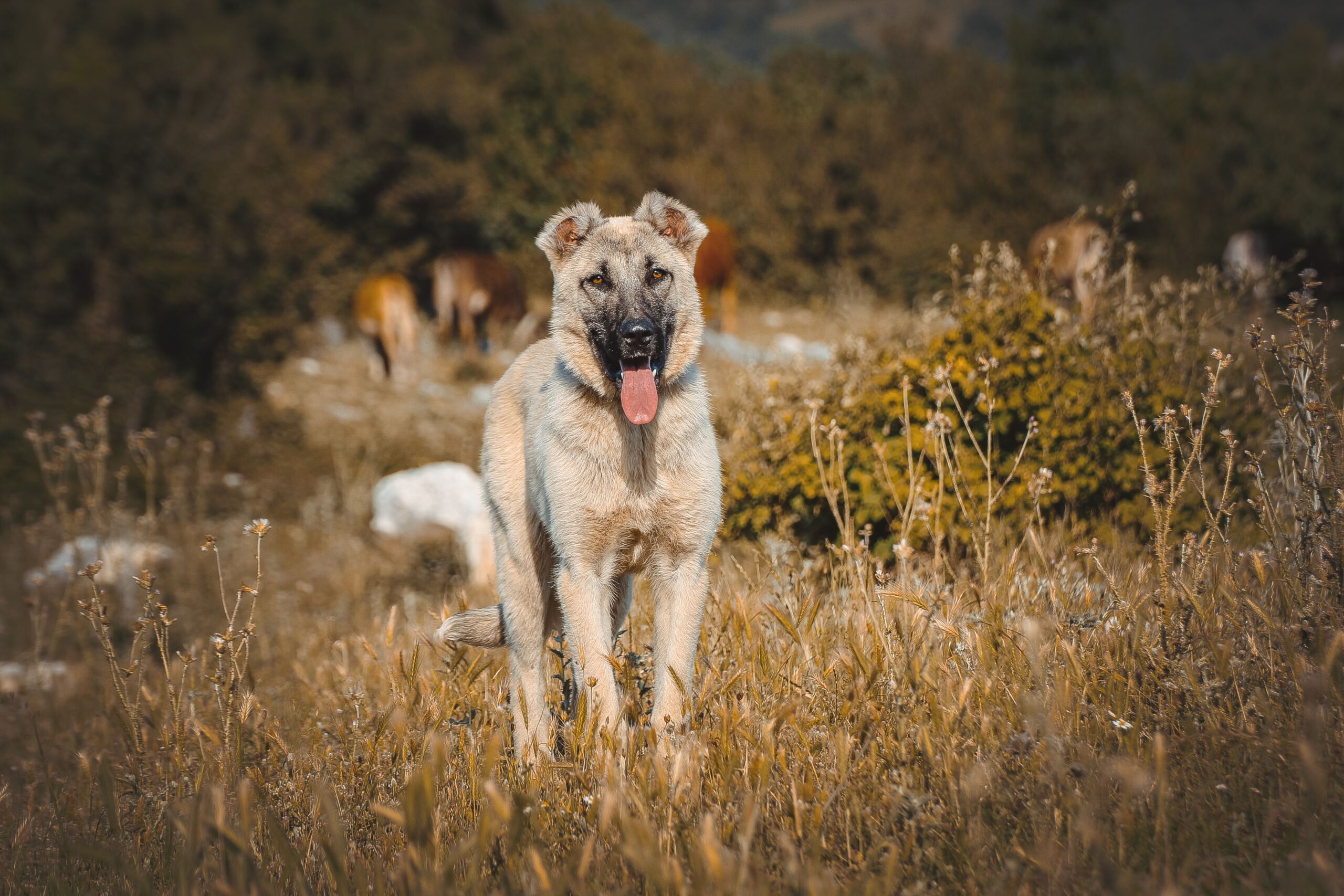 Kangal mit kräftigem Körperbau im Freien