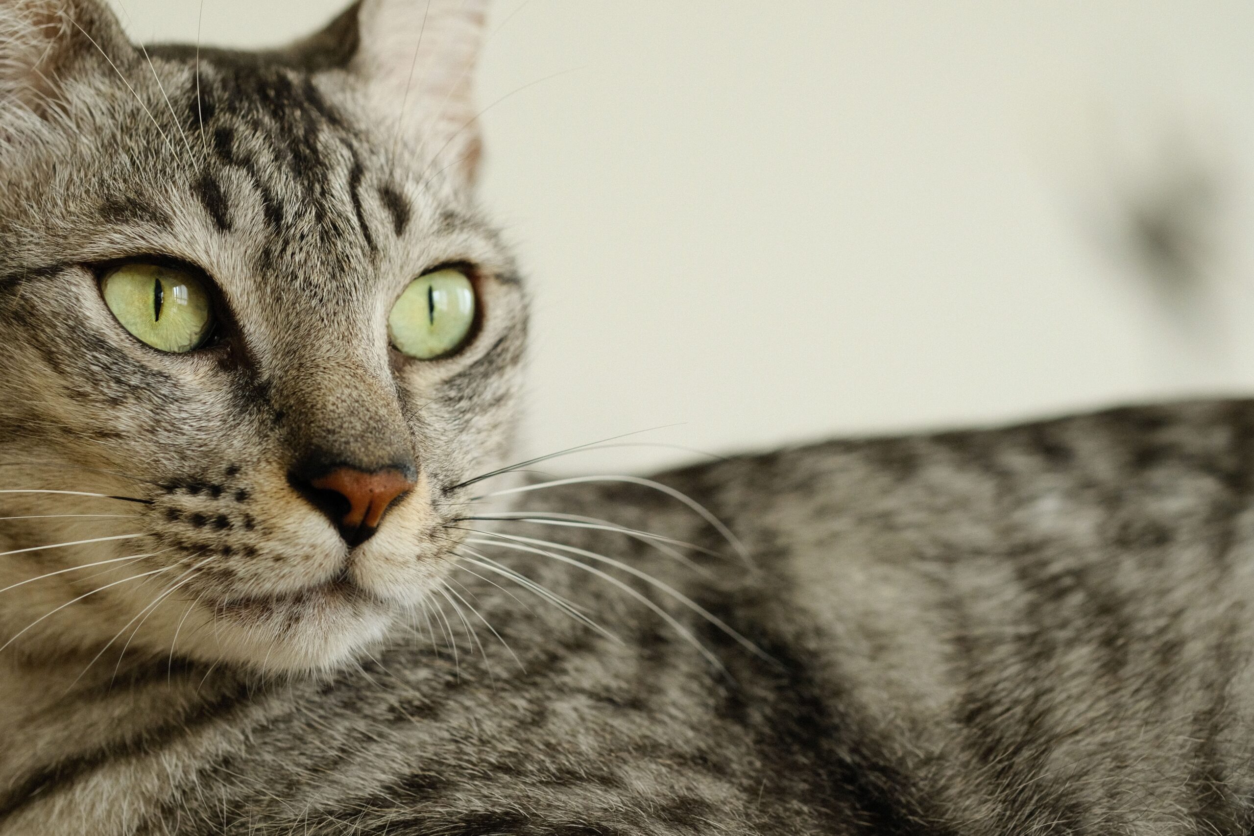 Egyptian Mau Katze mit natürlichem Fleckenmuster und grünen Augen