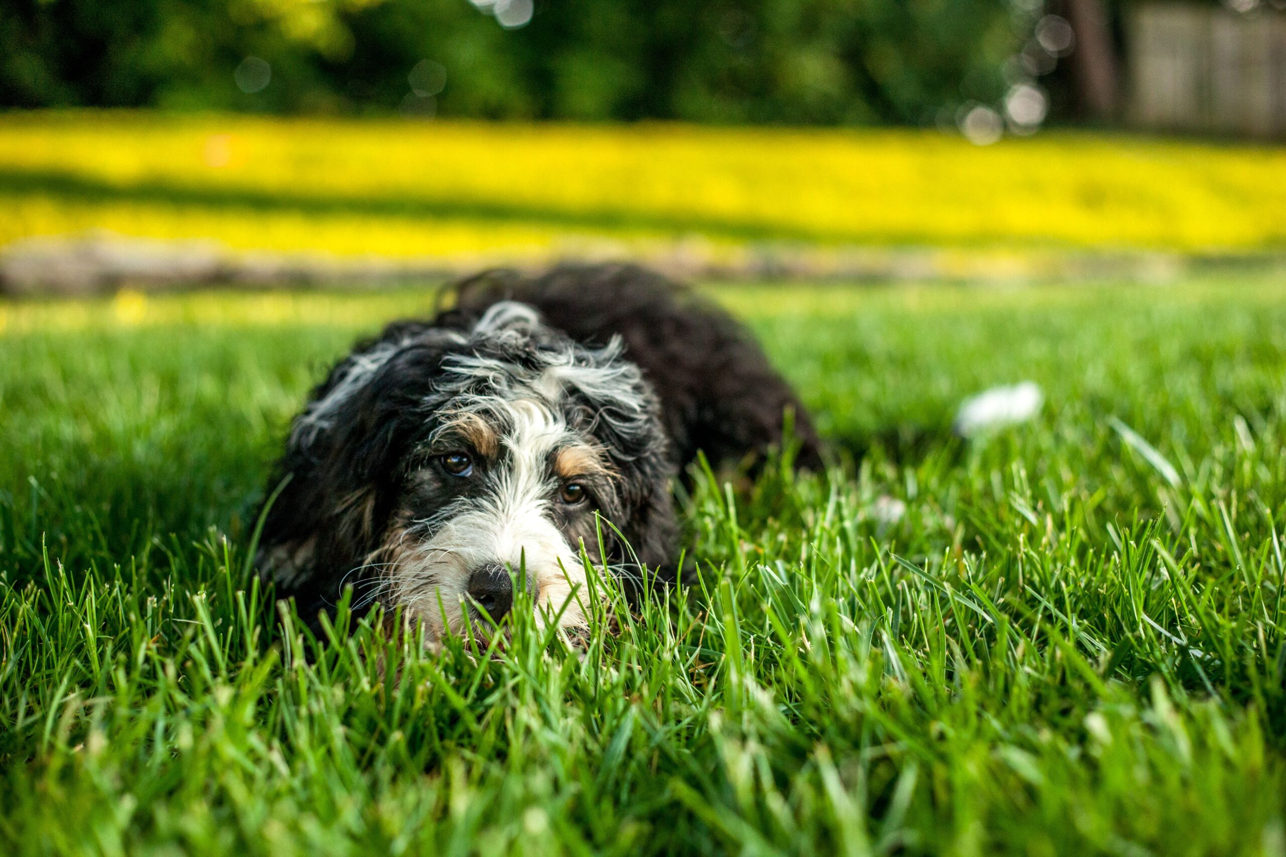 Bernedoodle beim Spaziergang mit seinem Halter