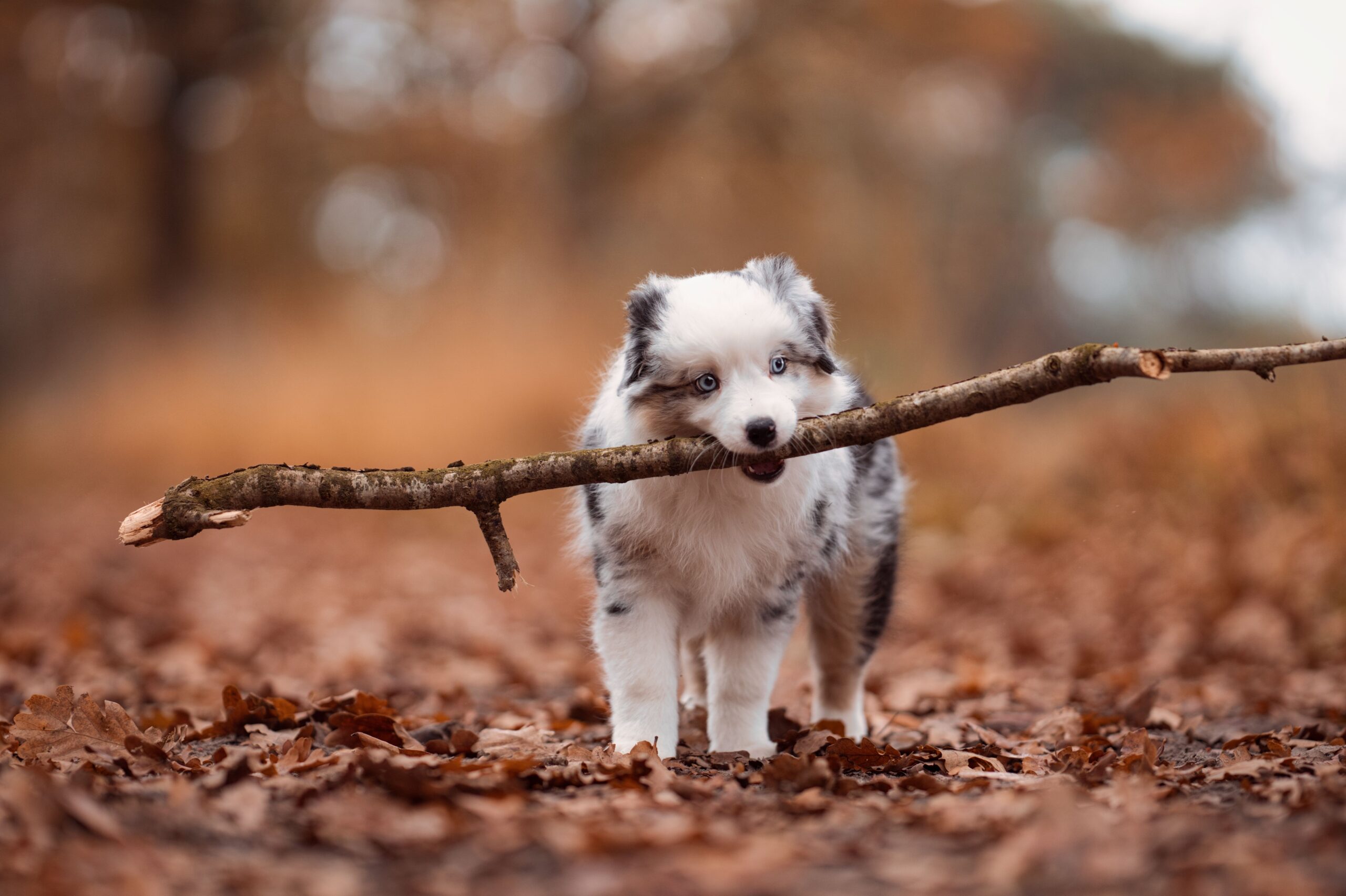 Gesunder Miniature American Shepherd in der Natur