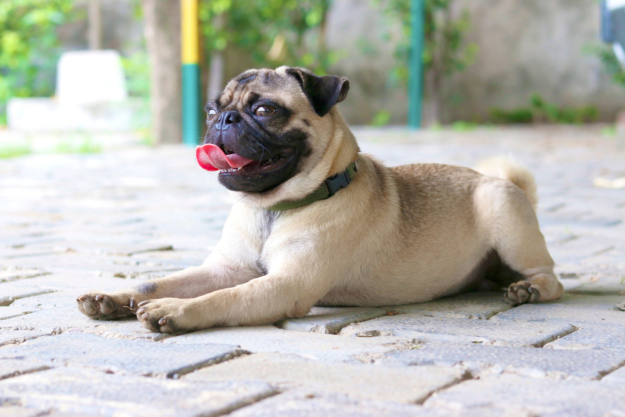 Mops beim Spielen mit seinem Halter
