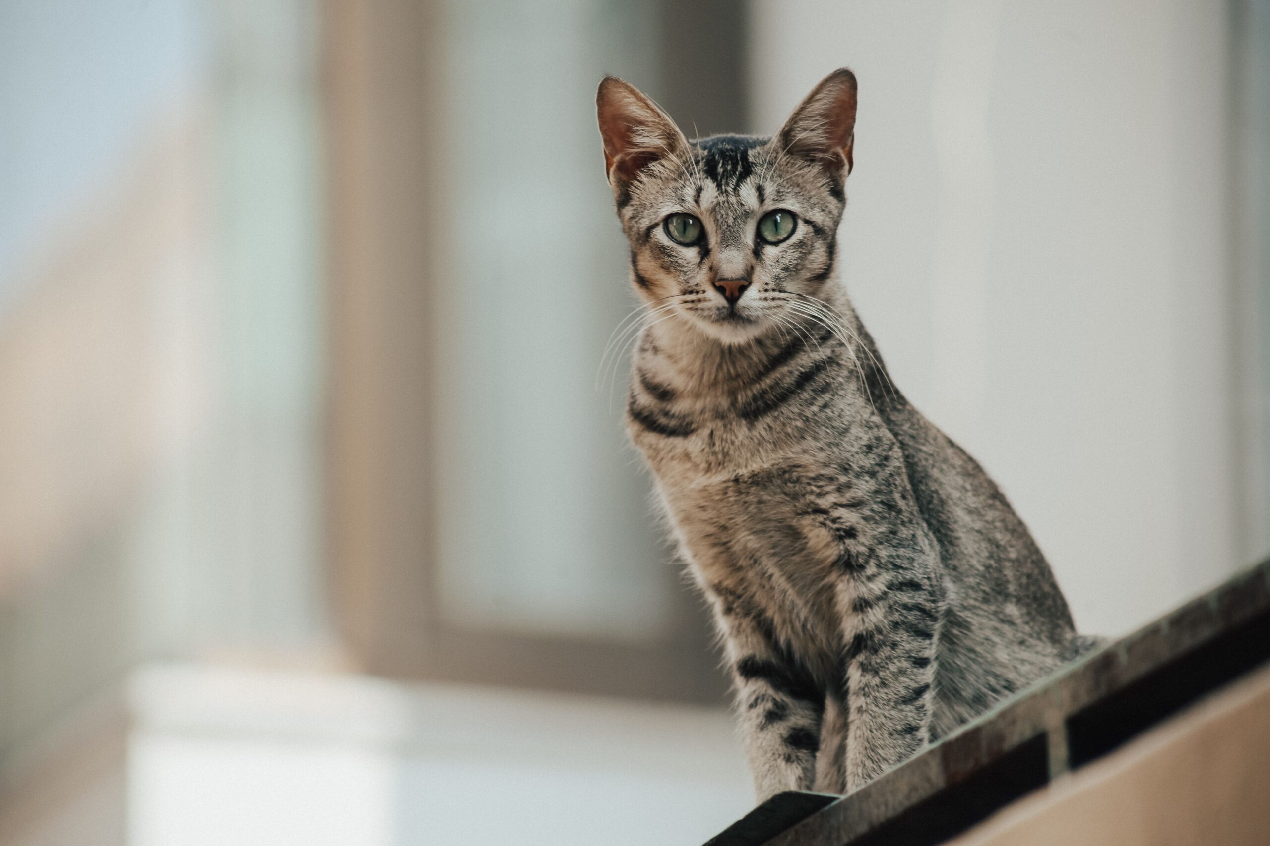 Egyptian Mau Katze beim schnellen Spielen in der Wohnung