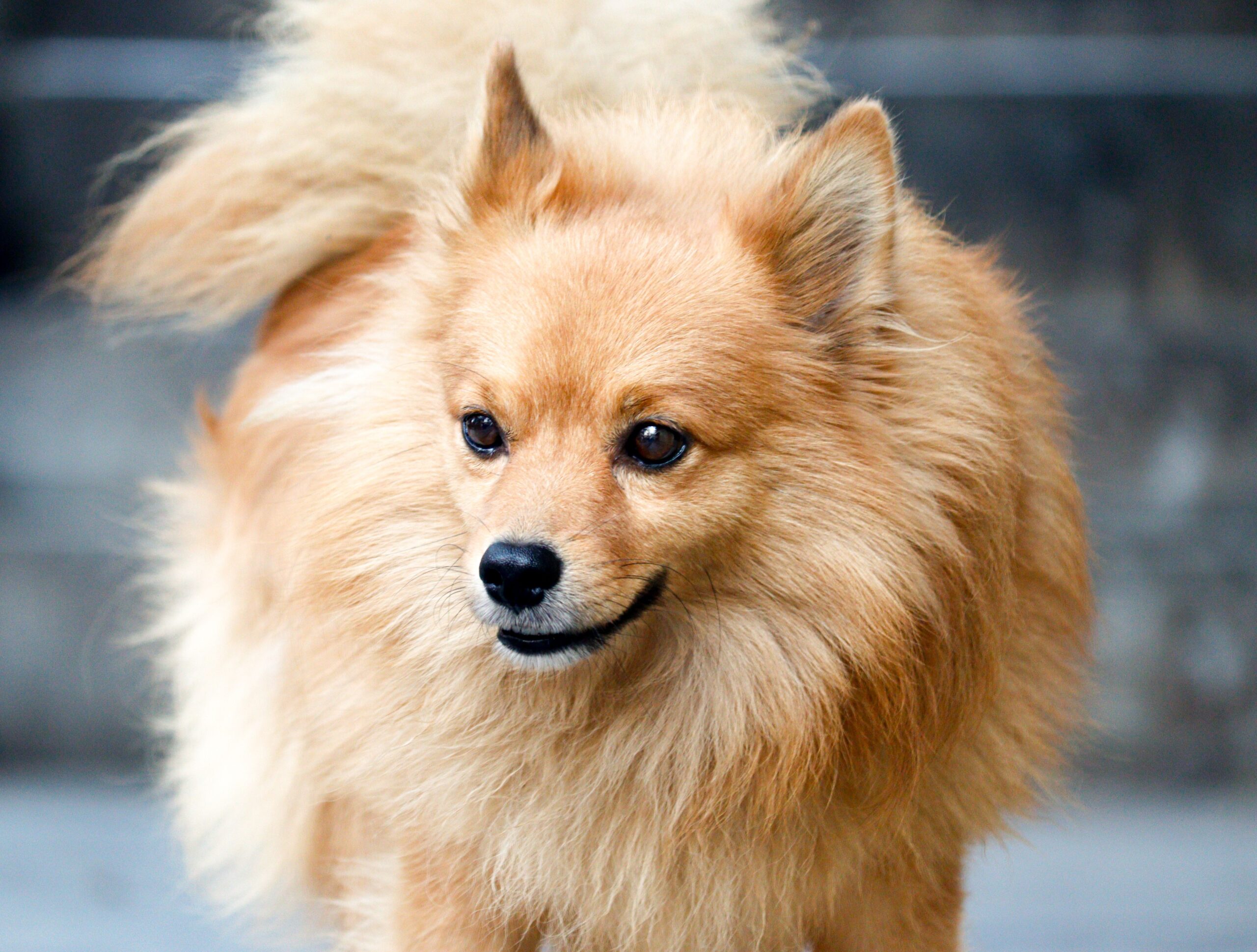 Deutscher Spitz aufmerksam im Freien