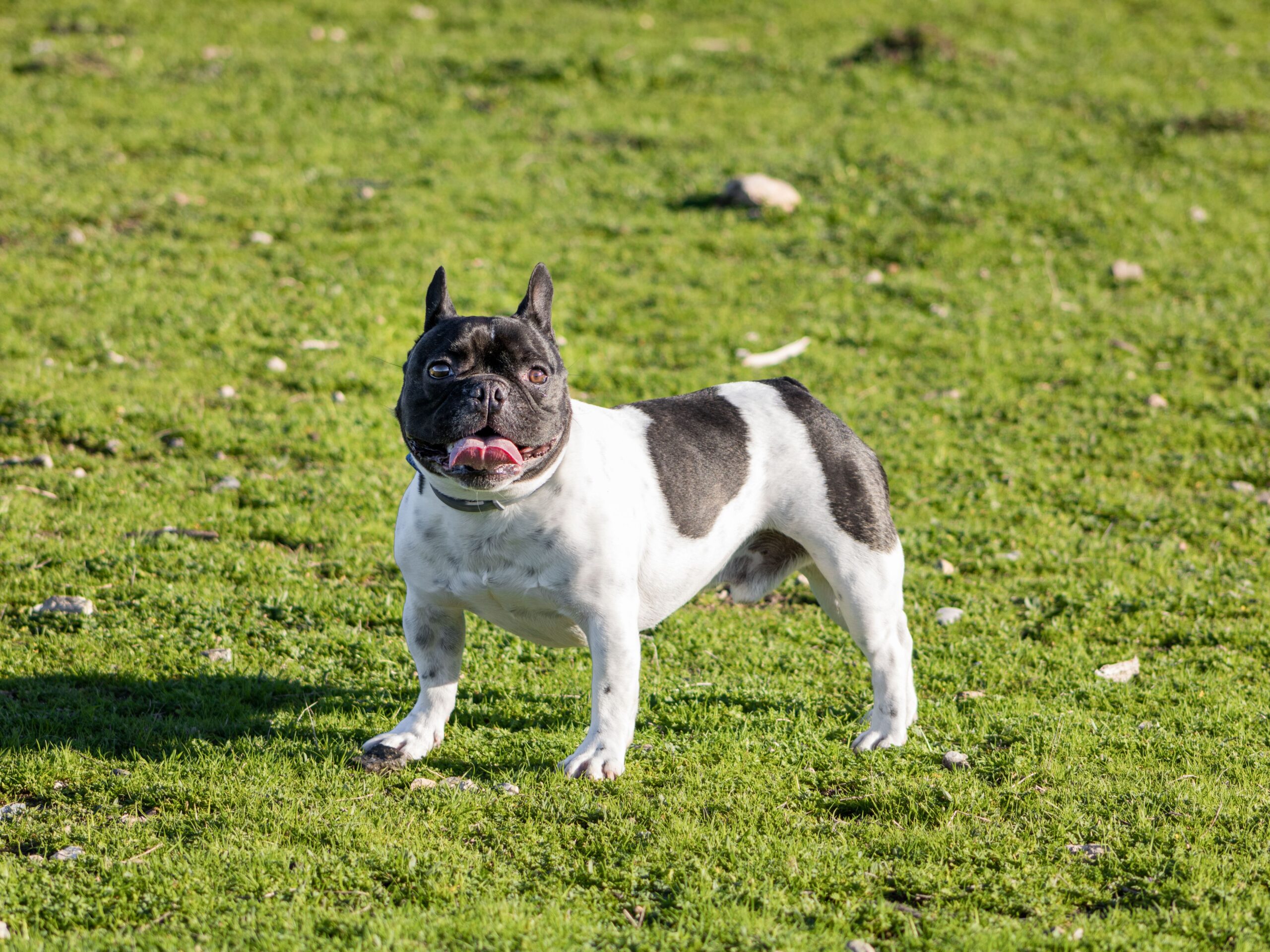 Französische Bulldogge aufmerksam in der Natur
