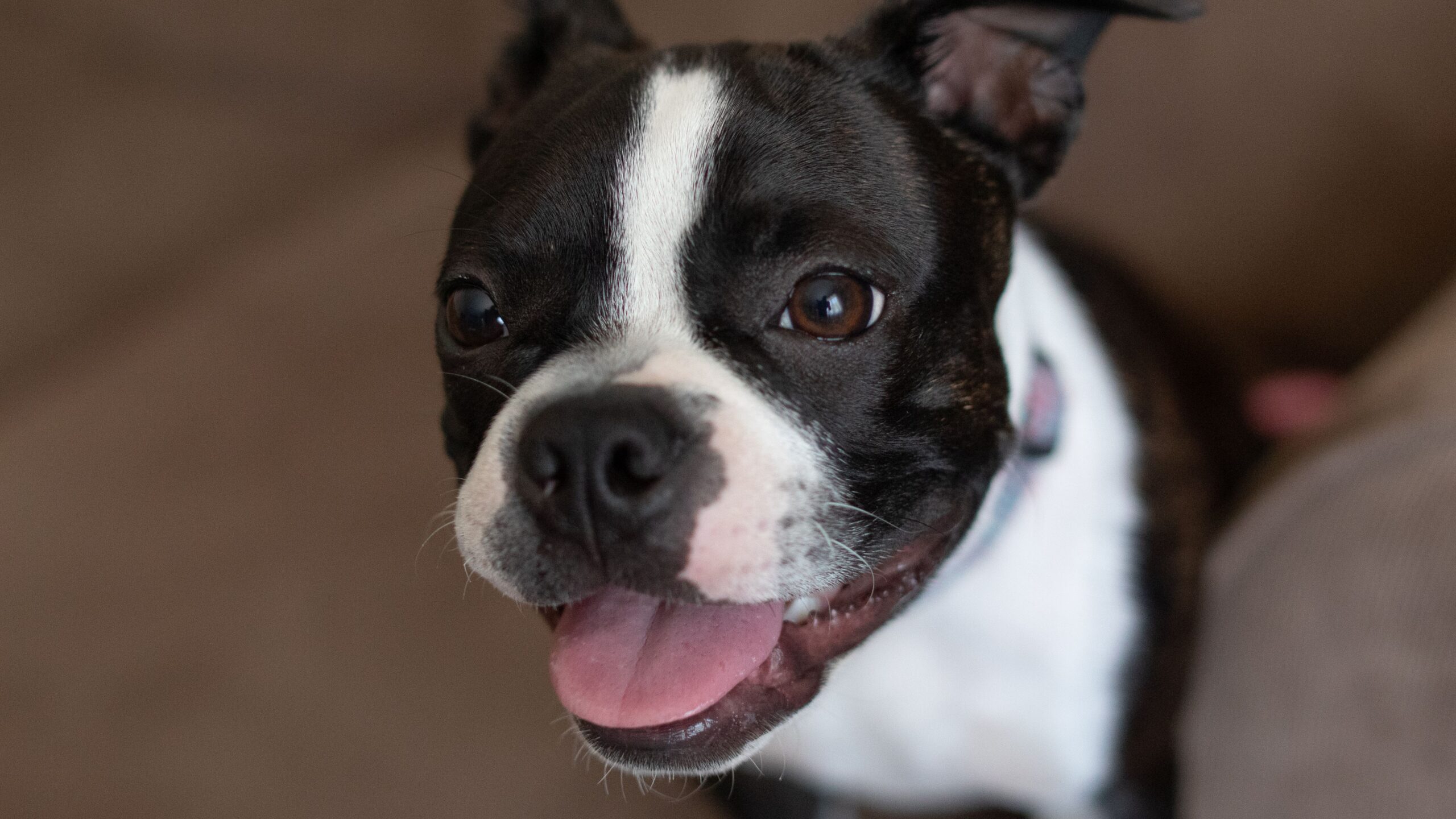 Boston Terrier aufmerksam in der Natur