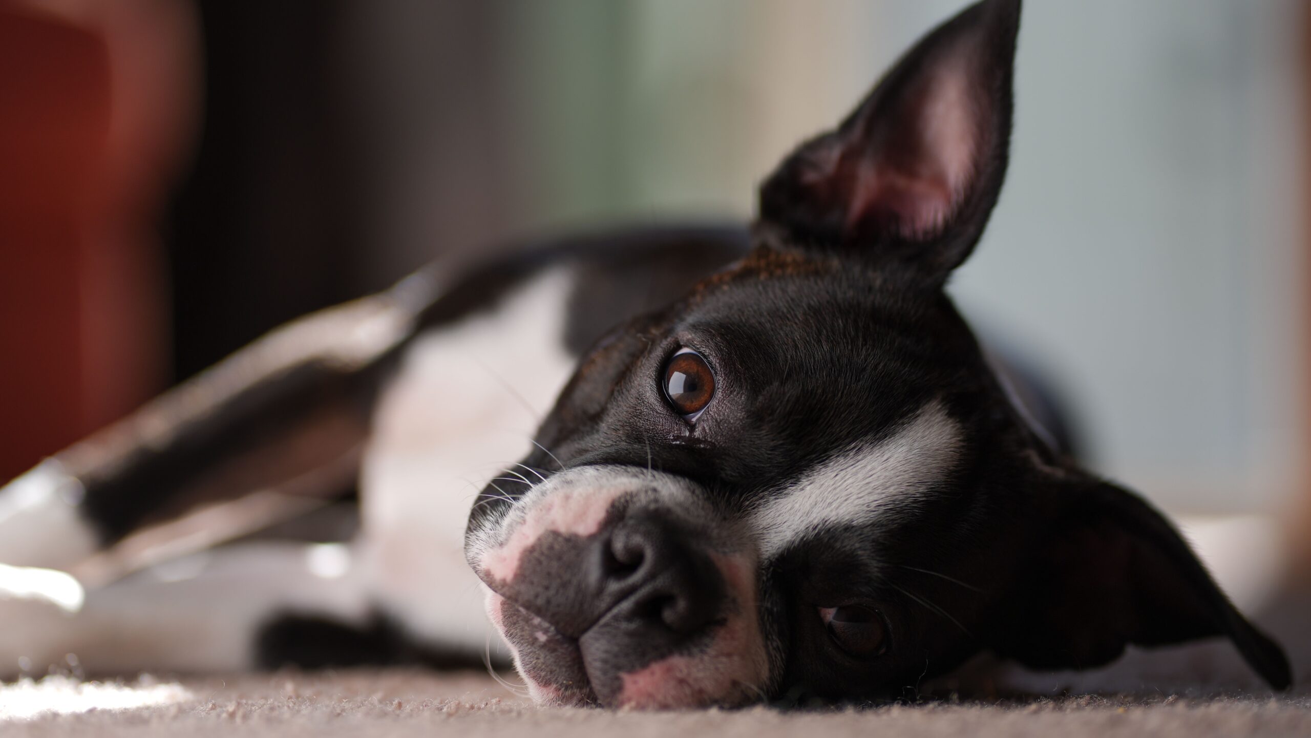 Boston Terrier mit schwarz-weißem Fell im Freien