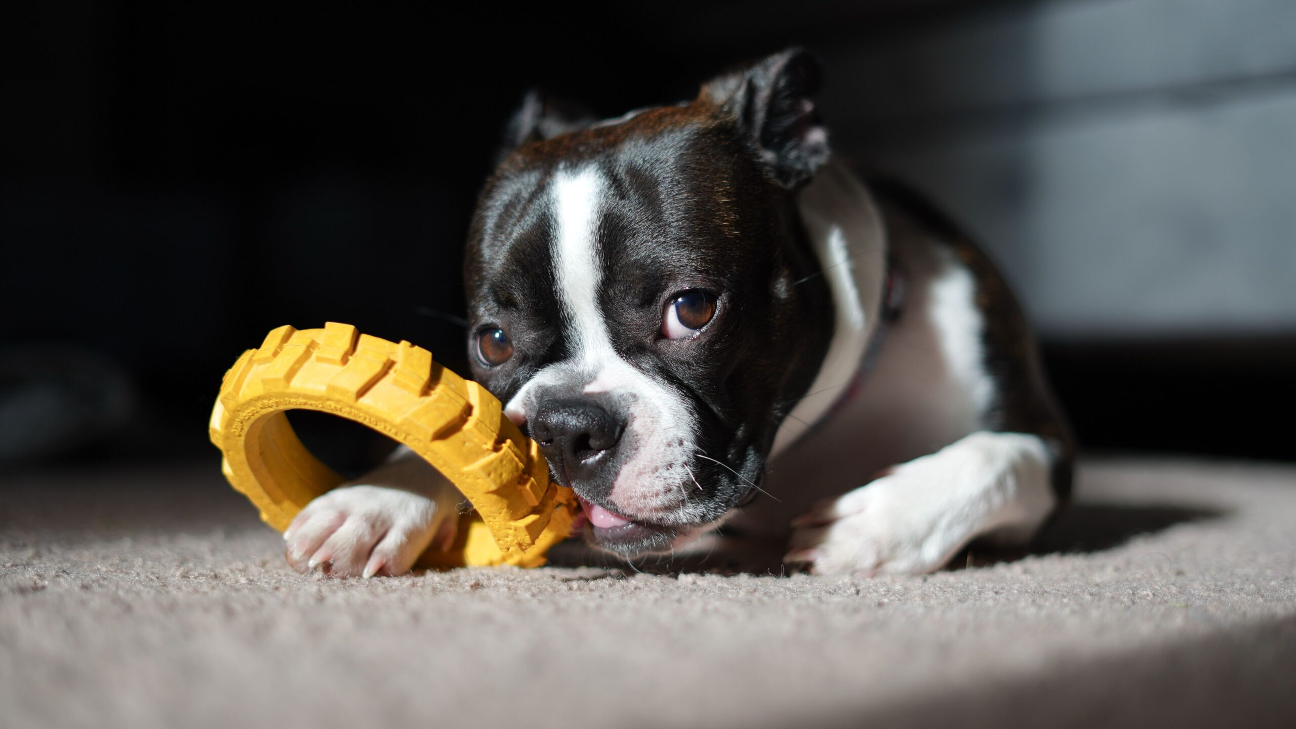 Boston Terrier beim Spaziergang mit seinem Halter
