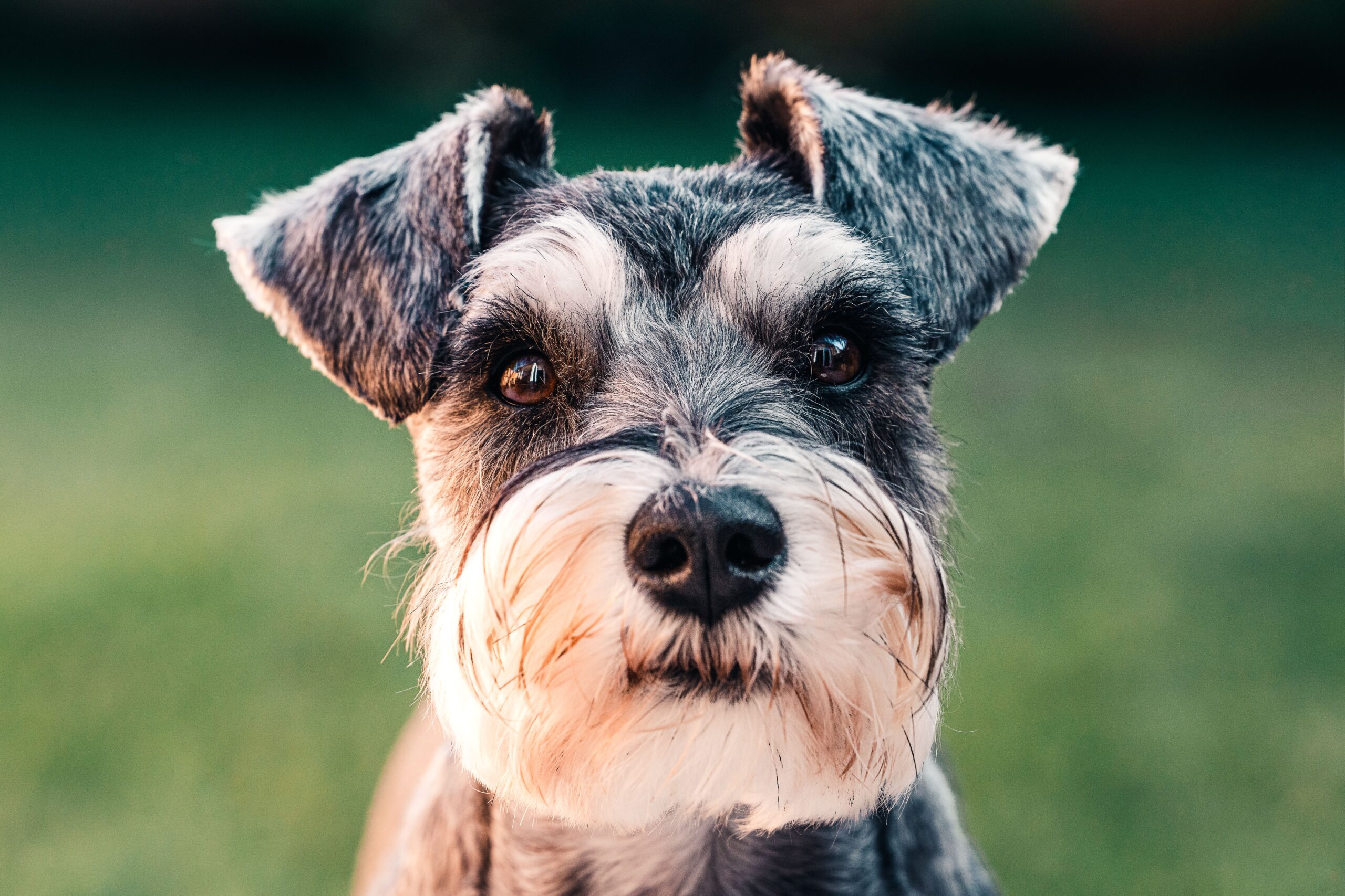 Gesunder Zwergschnauzer in der Natur