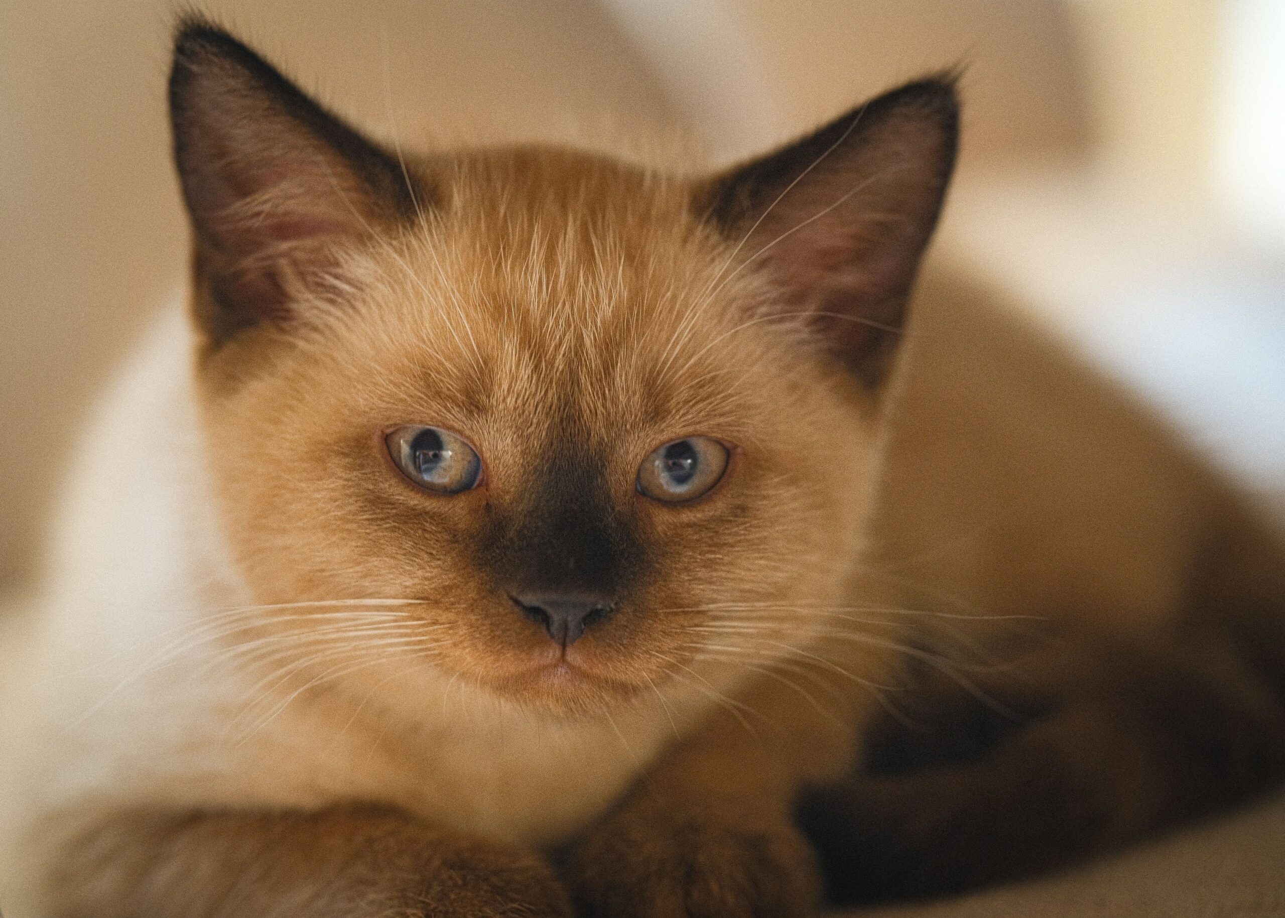 Burma-Katze bei der tierärztlichen Untersuchung