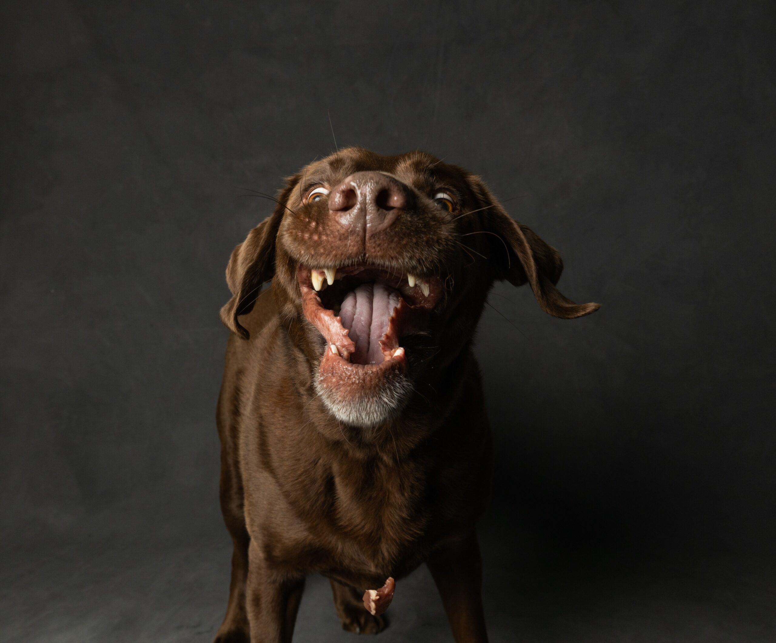 Labrador Retriever mit glänzendem Fell im Freien