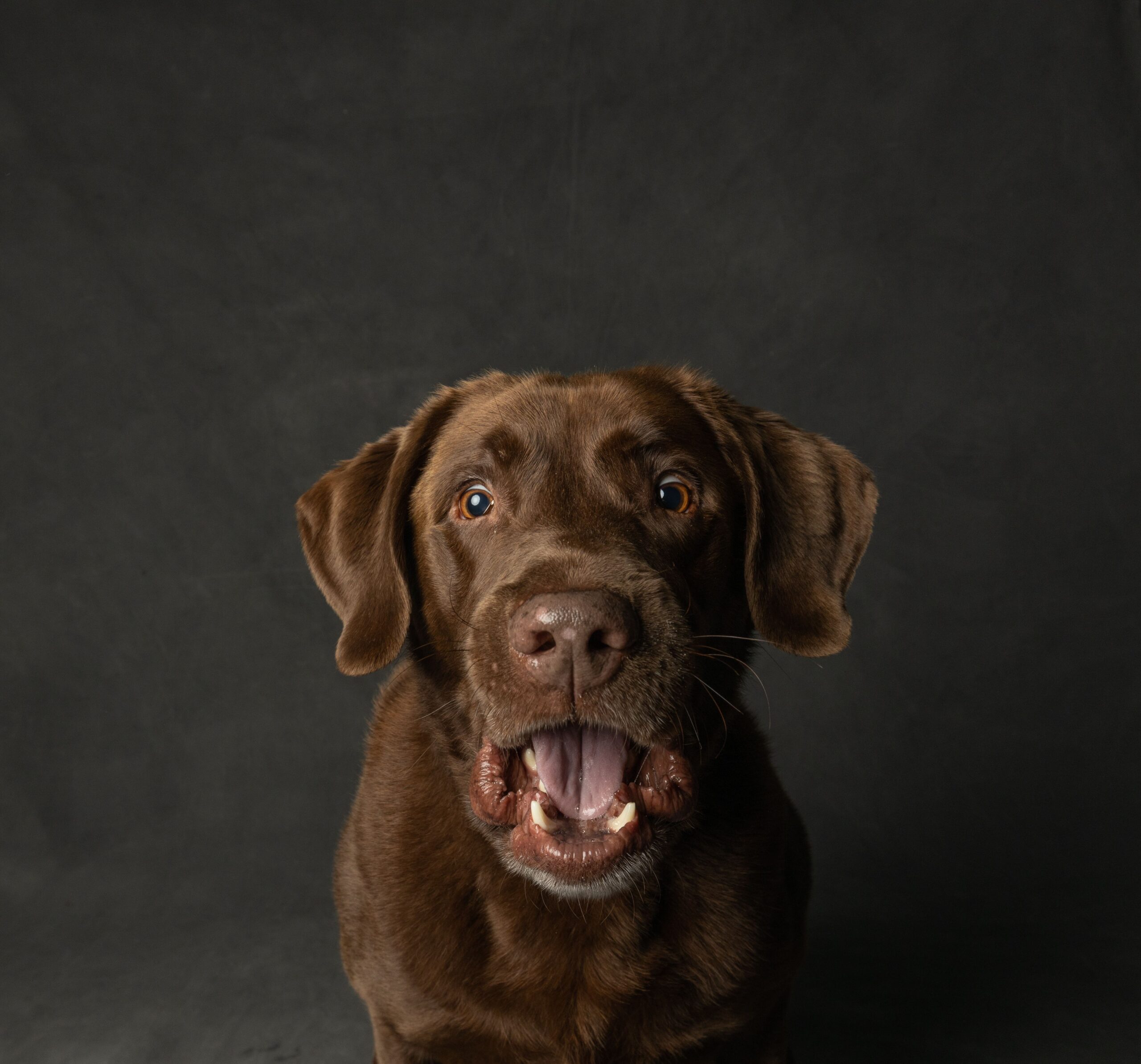 Labrador Retriever beim Spielen mit seinem Halter