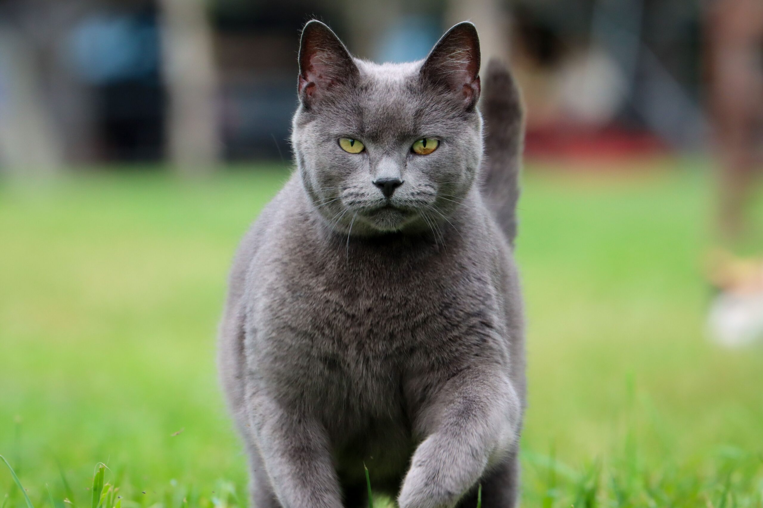 Russisch Blau Katze mit grünen Augen und silberblauem Fell
