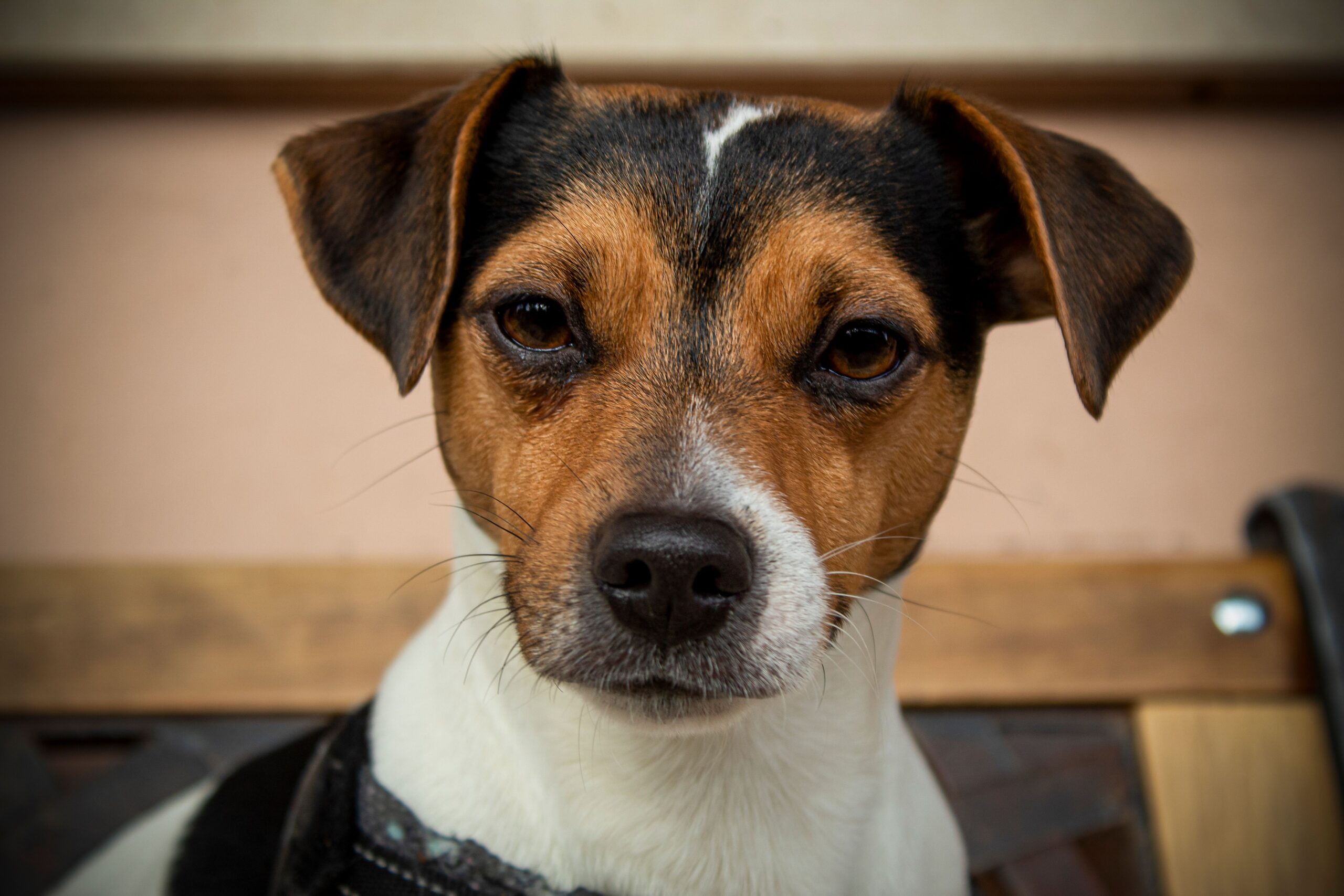 Jack Russell Terrier beim Spielen mit seinem Halter