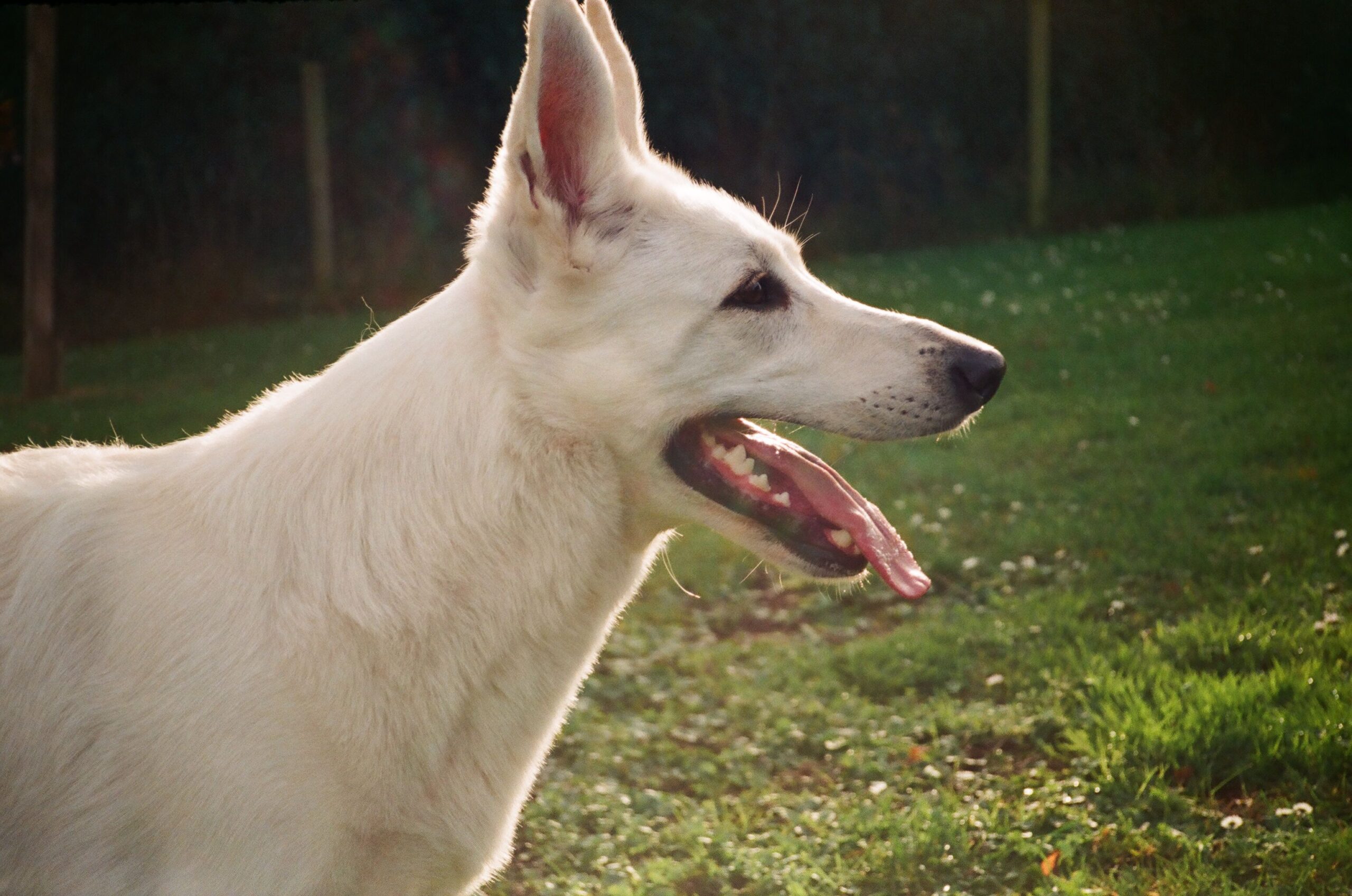 Weisser Schweizer Schäferhund im Freien