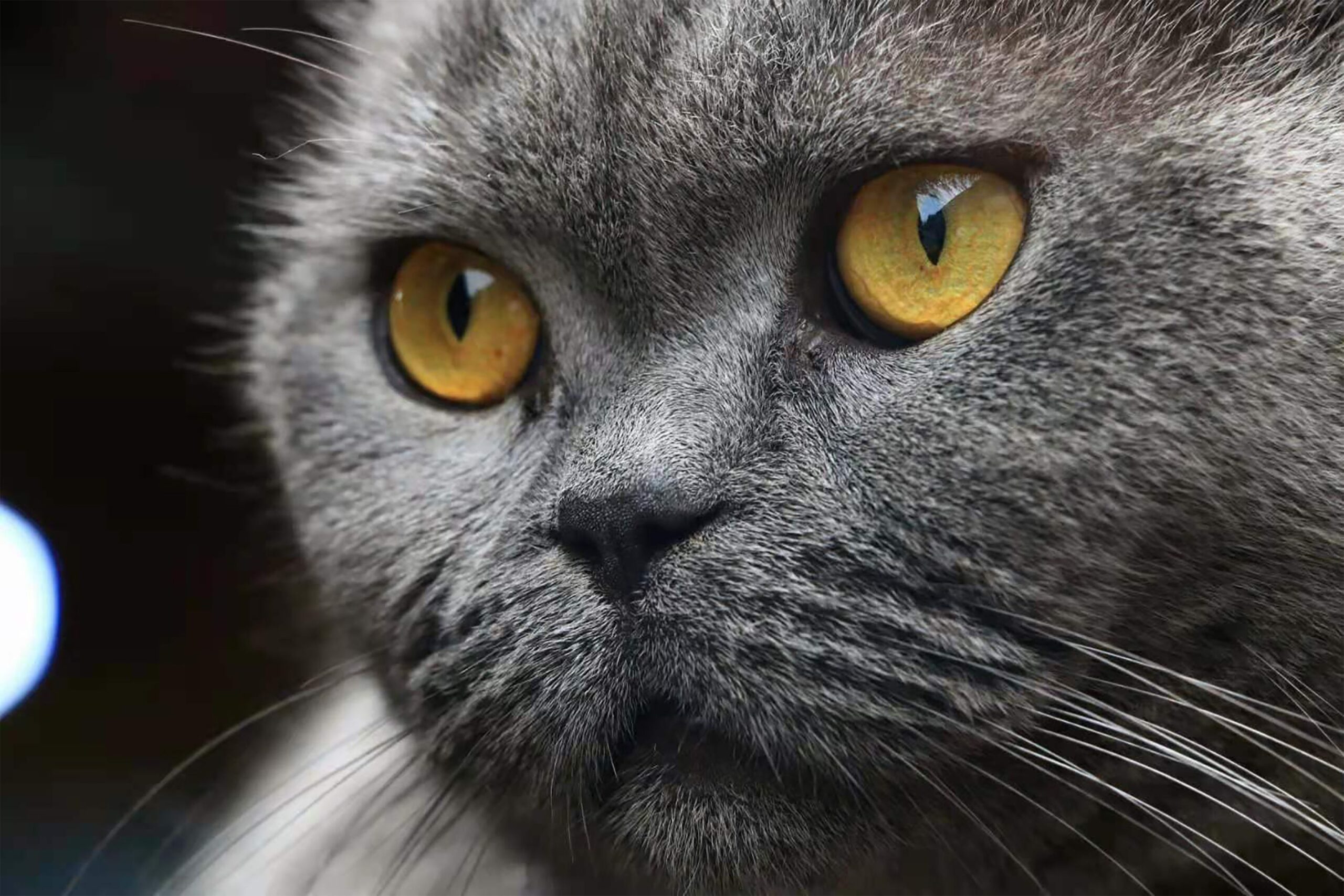 Britisch Langhaar Katze mit dichtem Fell und rundem Gesicht