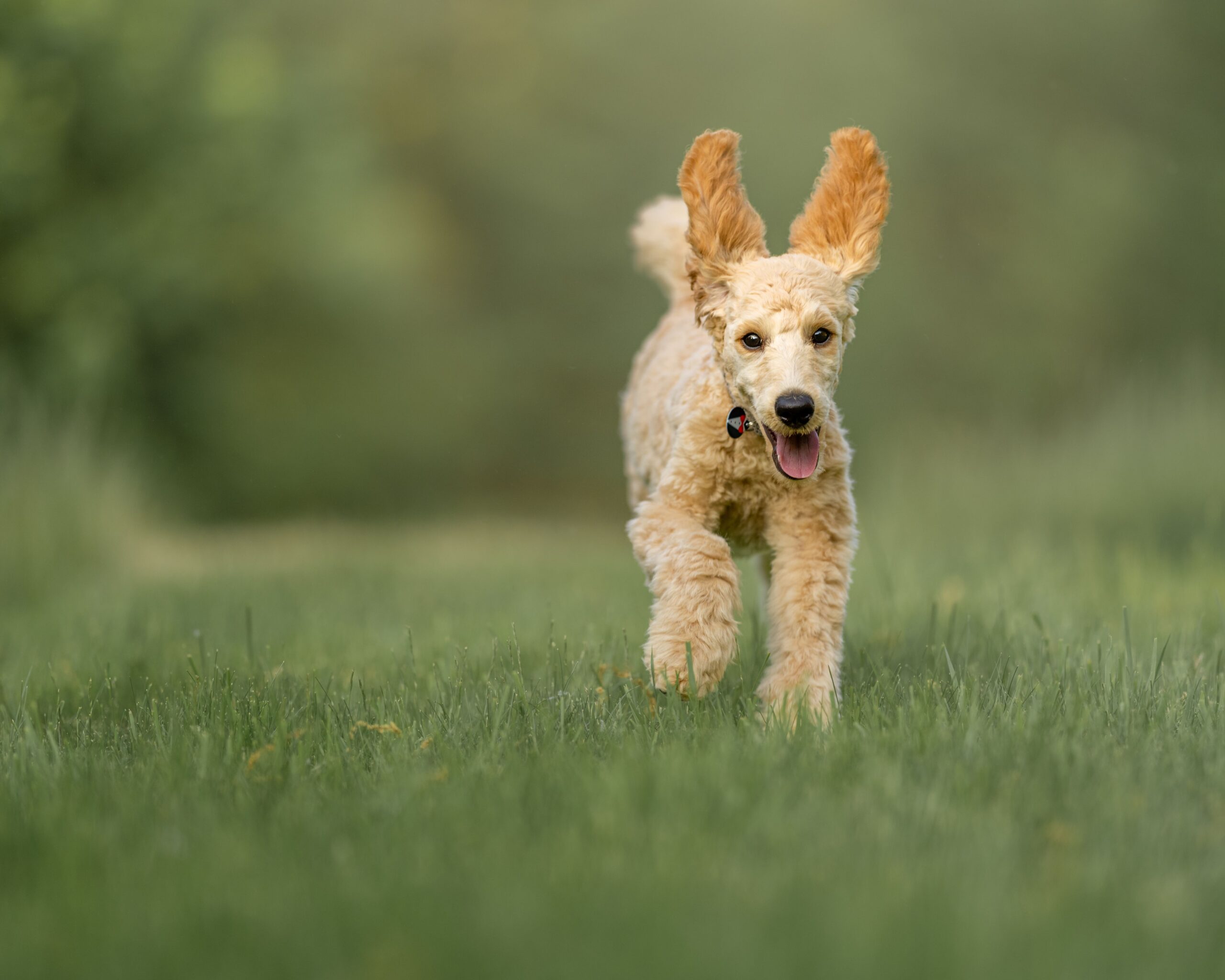 Hundeversicherung – passender Schutz für Hunde in Deutschland