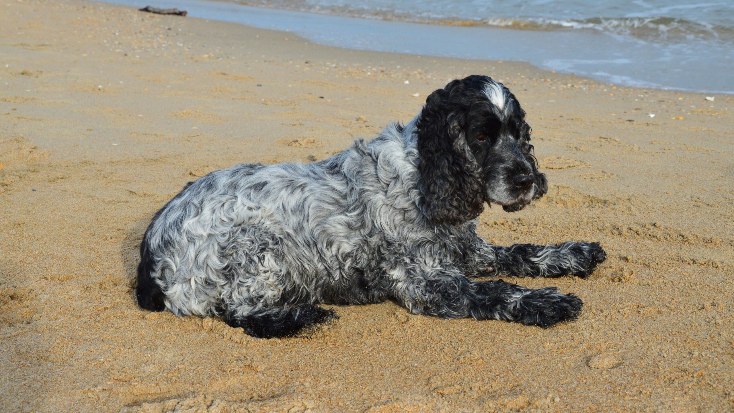 English Cocker Spaniel aufmerksam in der Natur