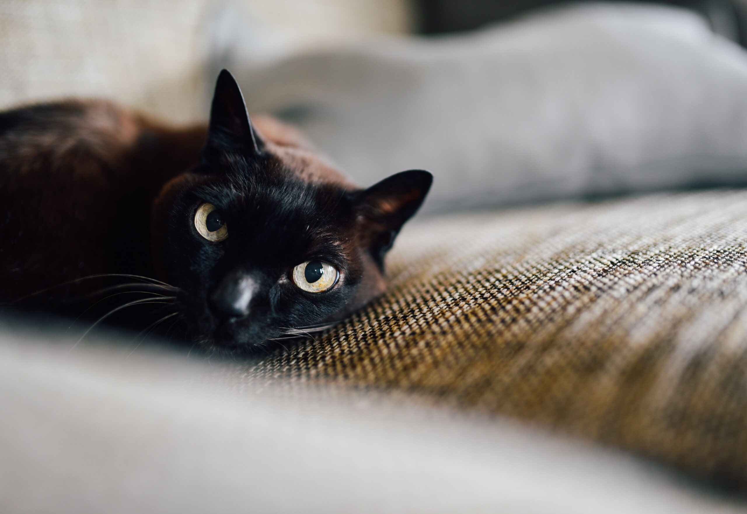 Bombay Katze beim Spielen in der Wohnung