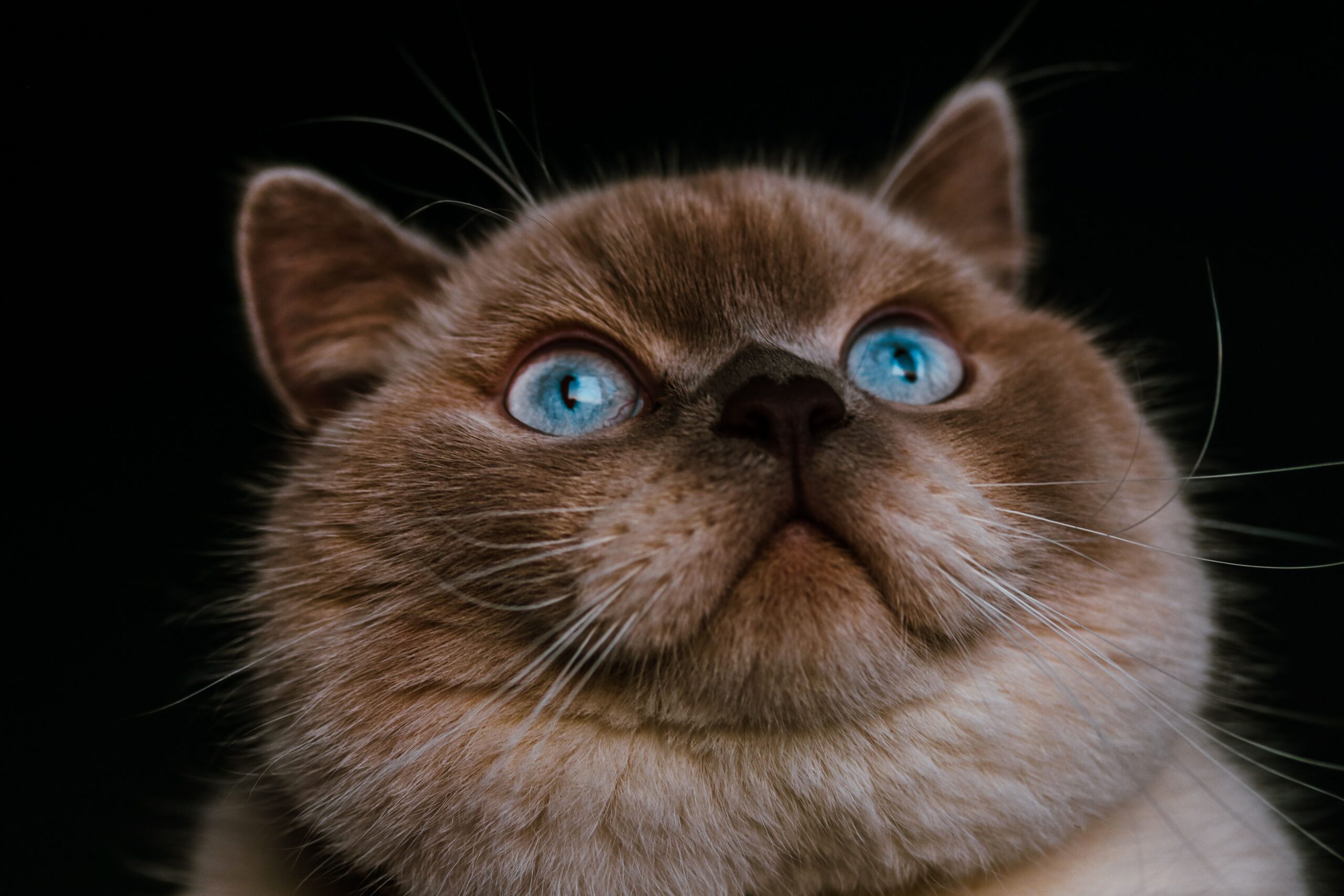 Siamkatze mit blauen Augen, dunkler Gesichtsmaske und typischer Point-Zeichnung