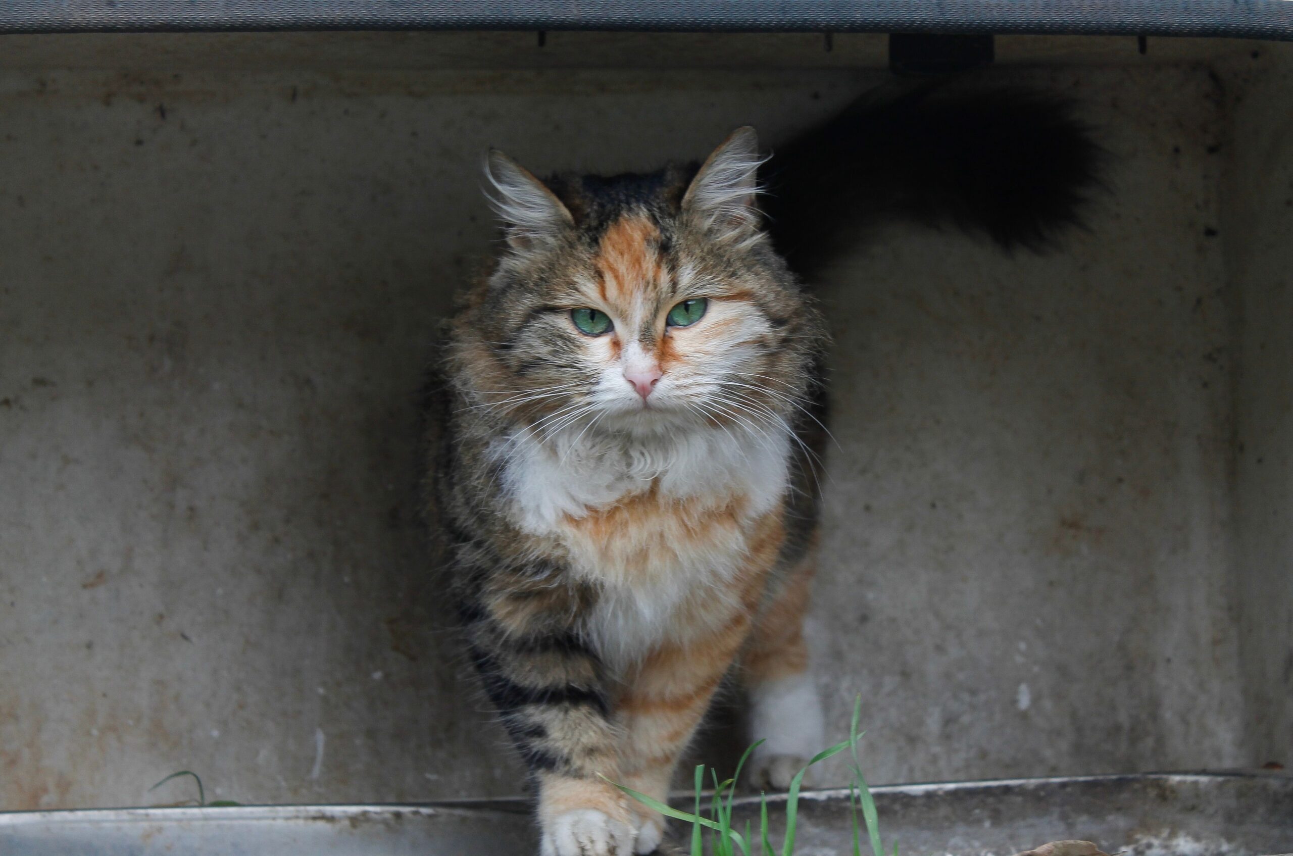 Cymric Katze beim Spielen und Springen in der Wohnung