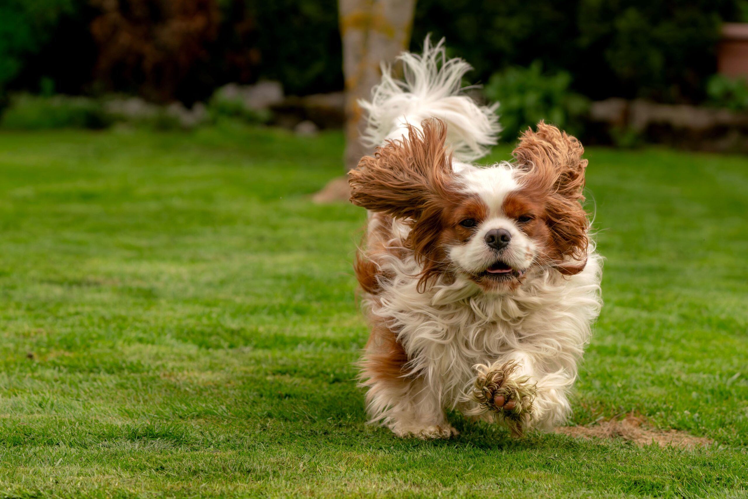 Cavalier King Charles Spaniel mit langem seidigem Fell