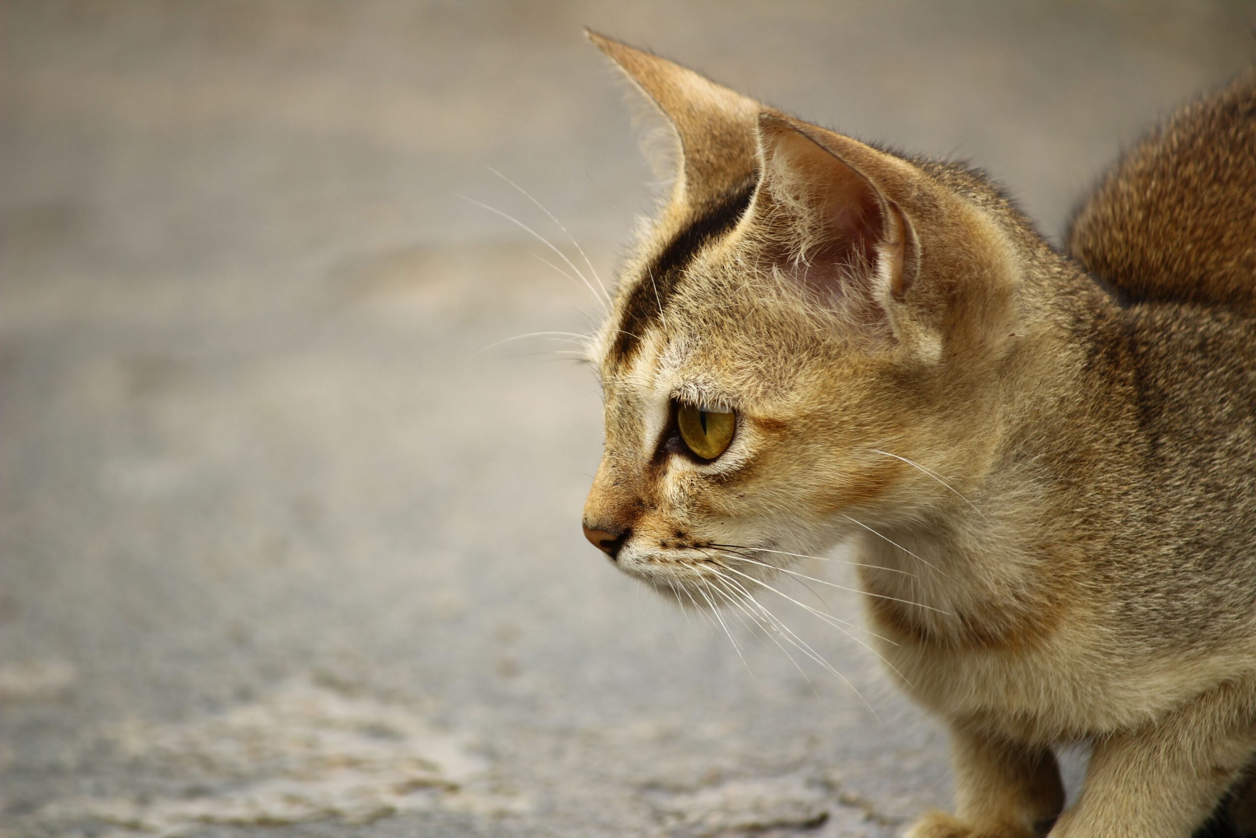 Singapura Katze mit großen Augen, großen Ohren und sepiafarbenem Ticking