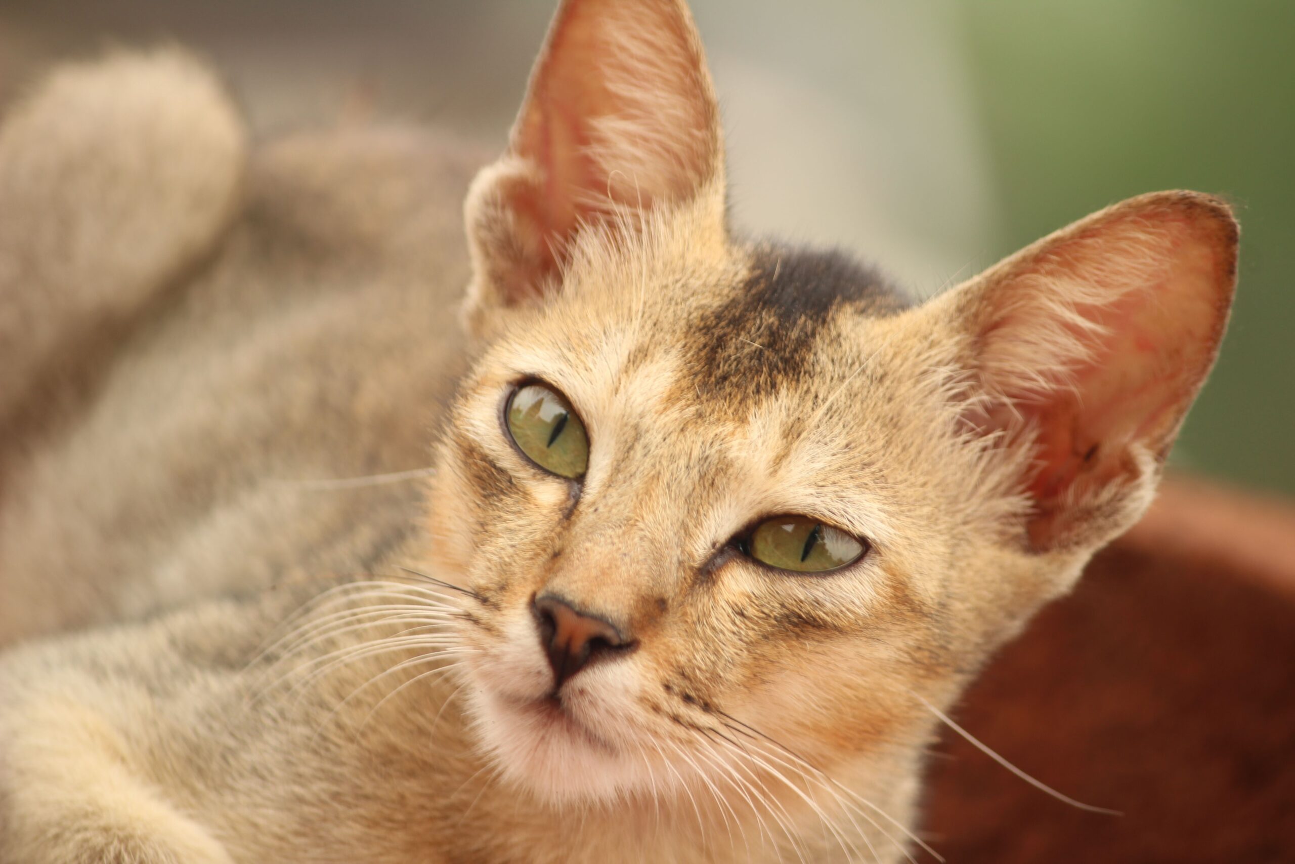 Singapura Katze im Ganzkörperbild mit kleinem kompaktem und muskulösem Körper