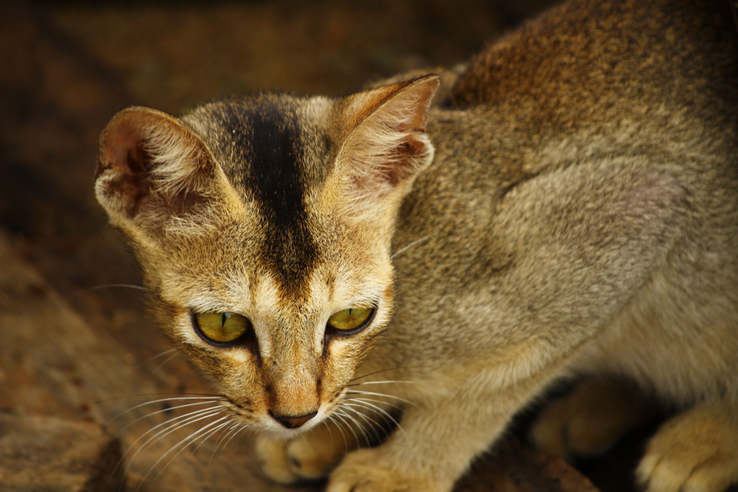 Singapura Katze beim Spielen – kleine, aktive und menschenbezogene Katzenrasse