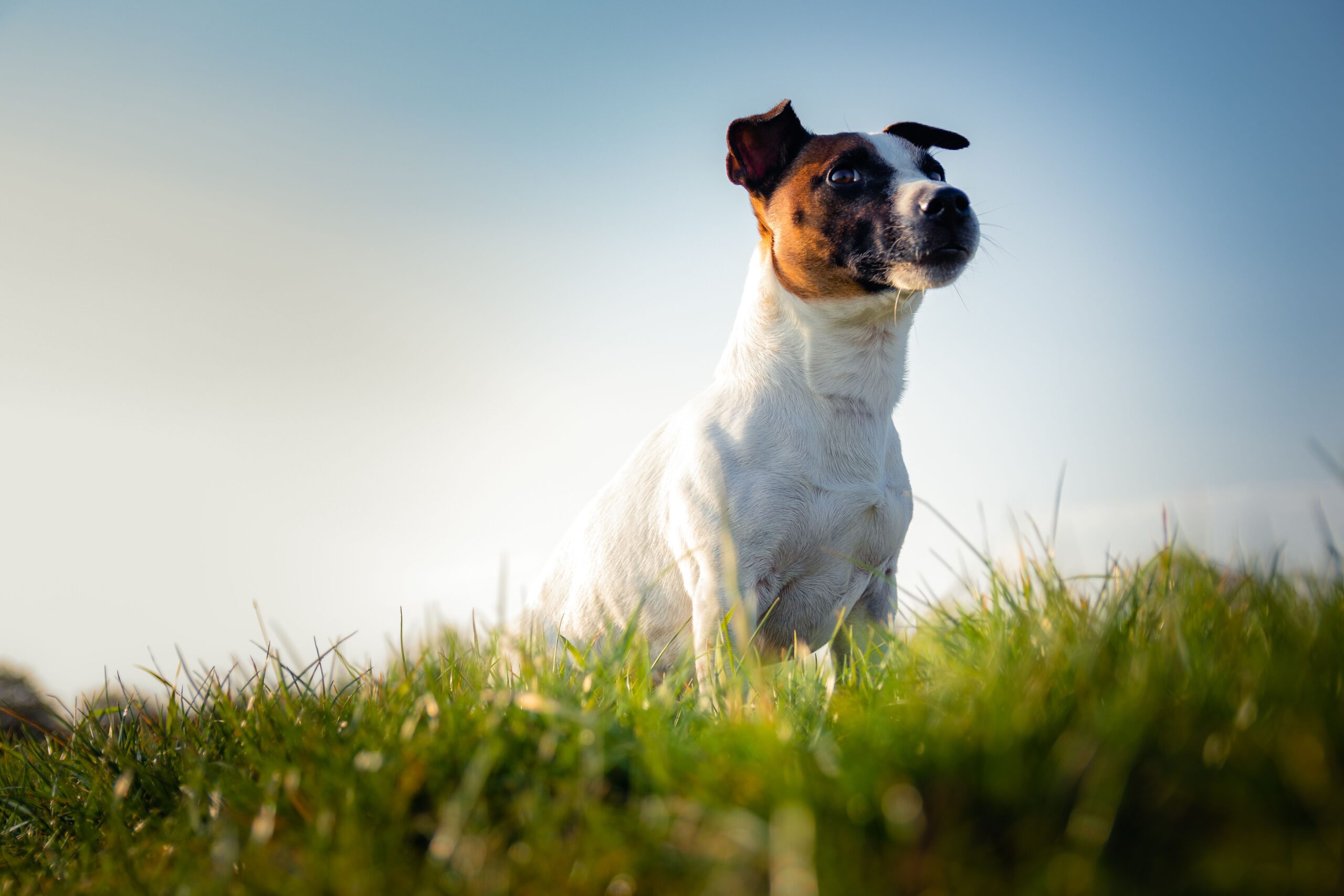 Jack Russell Terrier aufmerksam im Freien