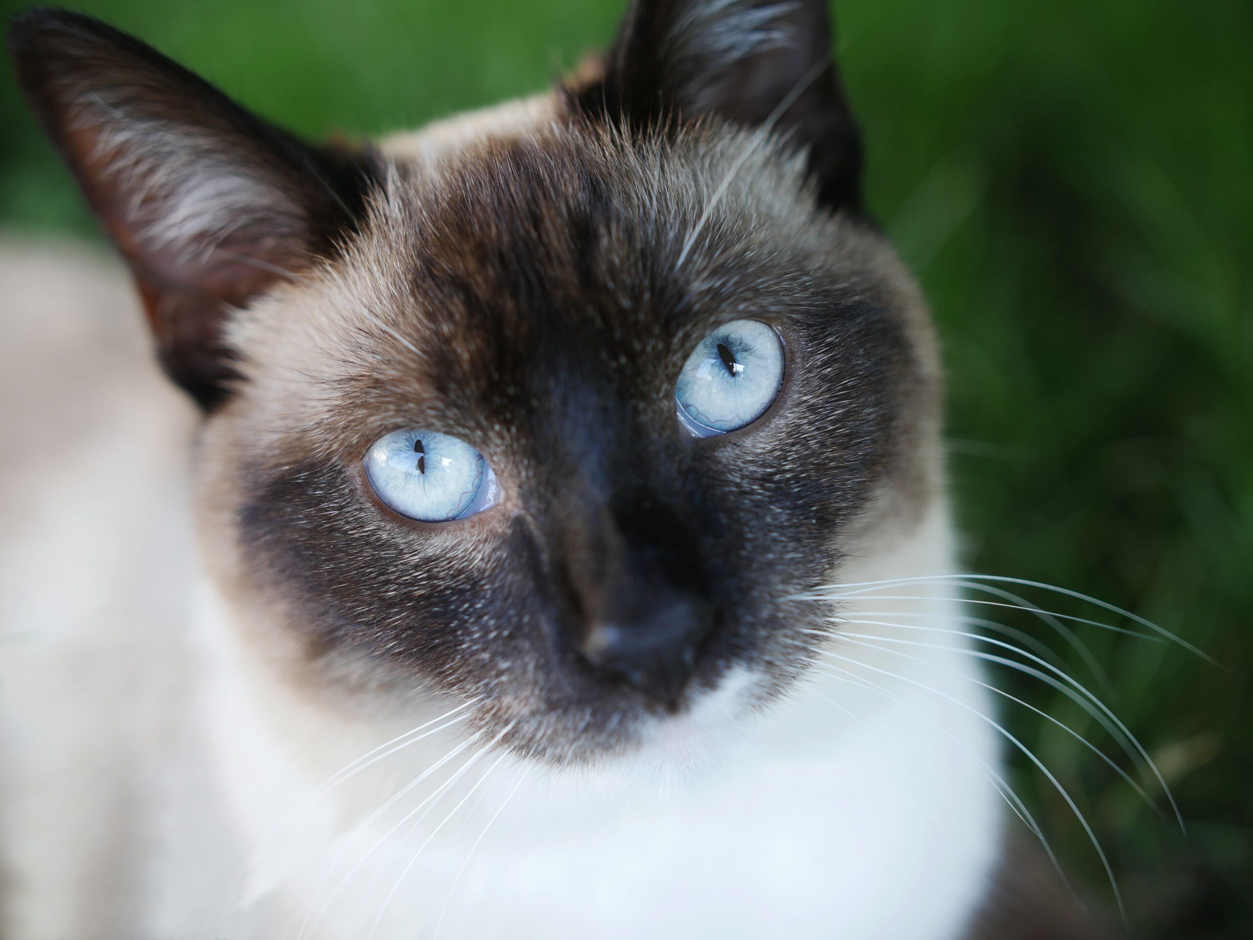 Snowshoe Katze beim Spielen – intelligente und menschenbezogene Katzenrasse
