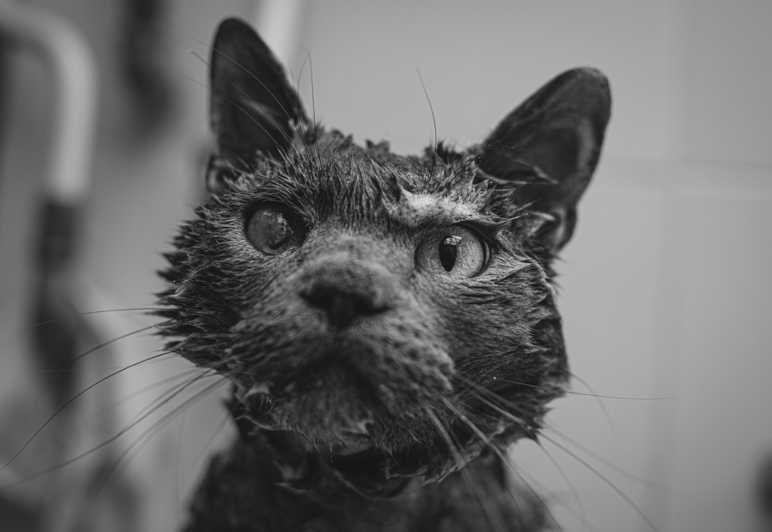 Lykoi Katze bei der tierärztlichen Hautuntersuchung