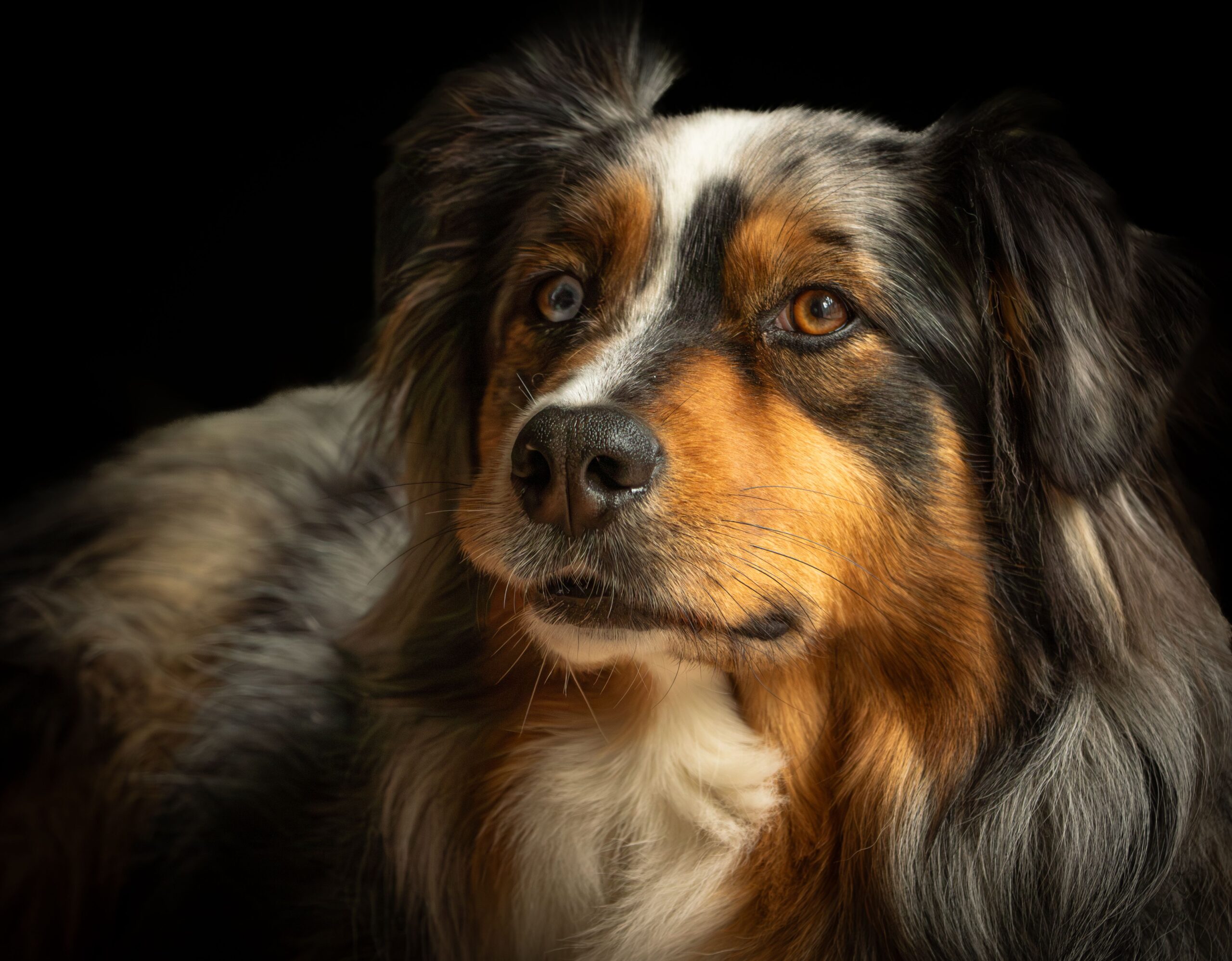 Australian Shepherd beim Spaziergang mit seinem Halter