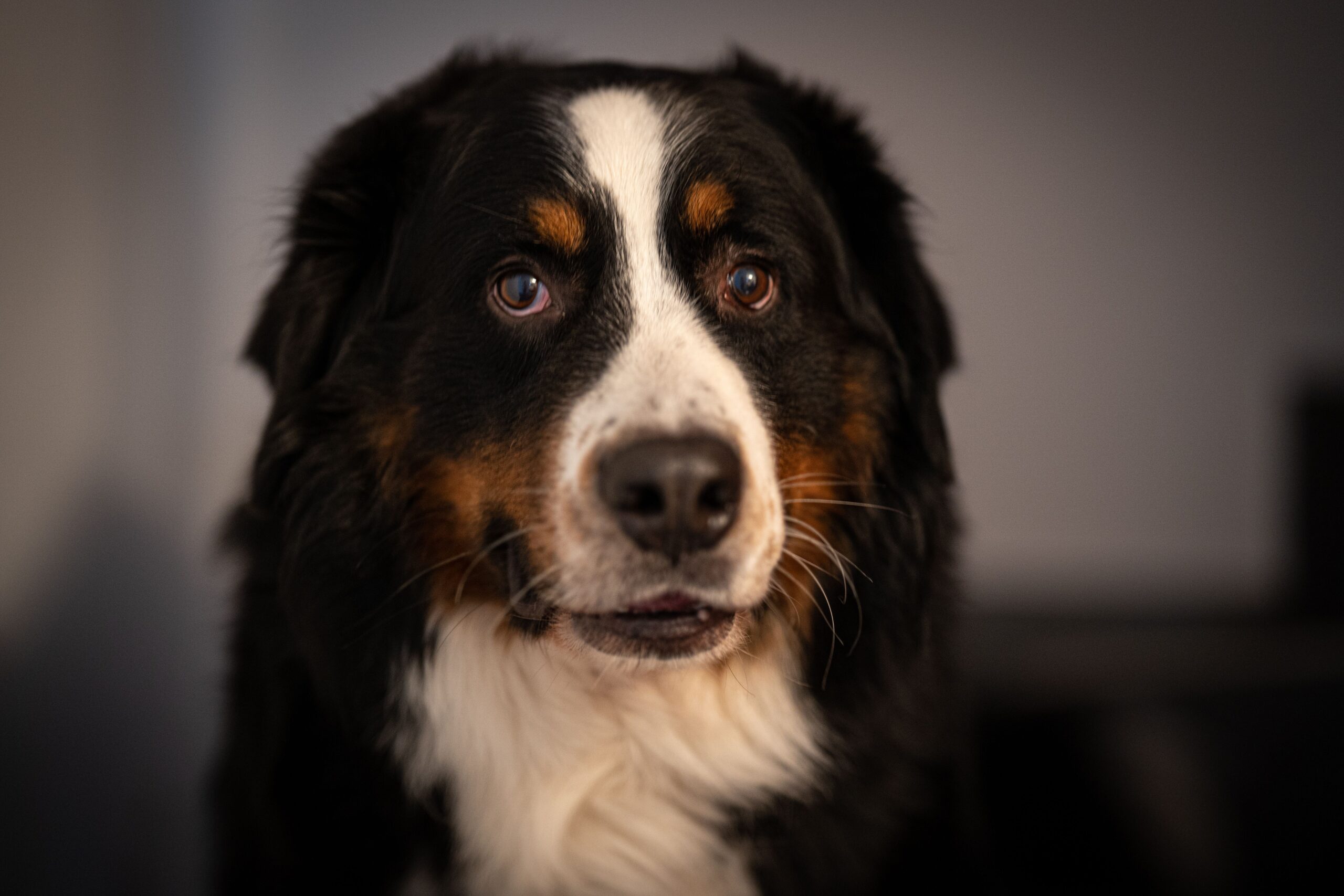 Berner Sennenhund mit dreifarbigem Fell im Freien