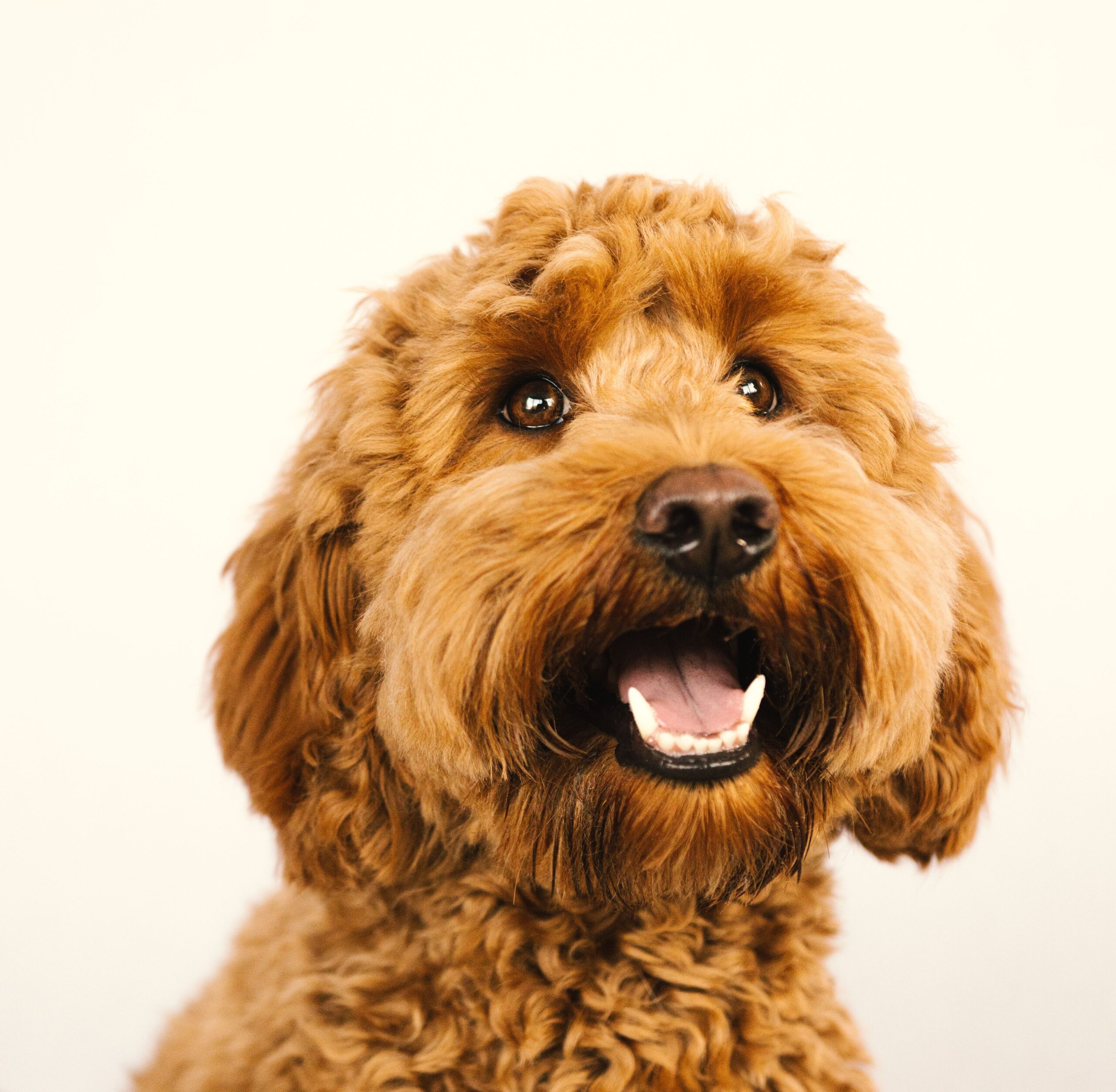 Cockapoo beim Spielen mit seinem Halter