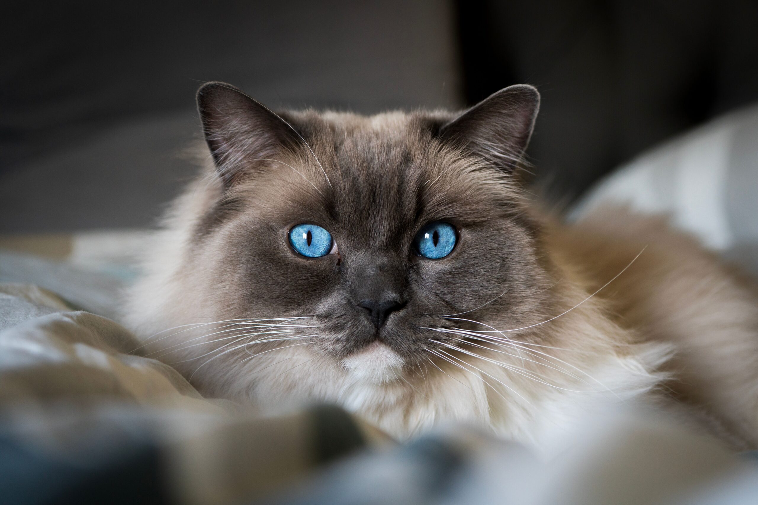 agdoll Katze beim Spielen und Apportieren