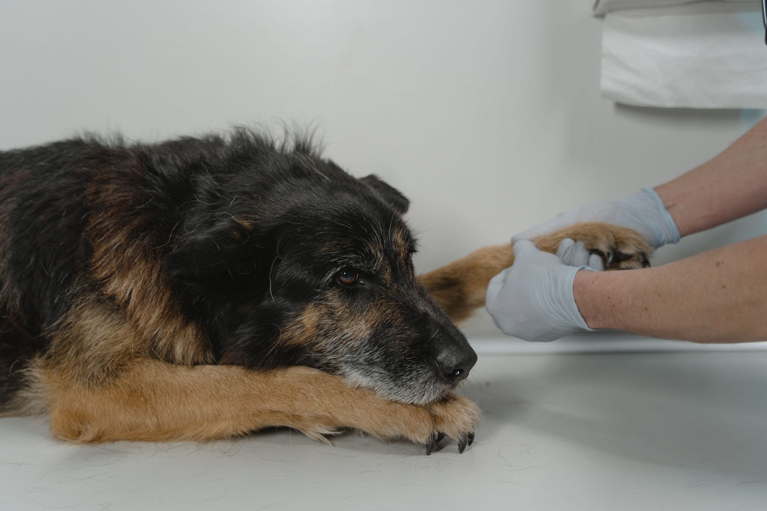 Hund Tumor OP Kosten: Vom ersten Knoten zum Behandlungsplan
