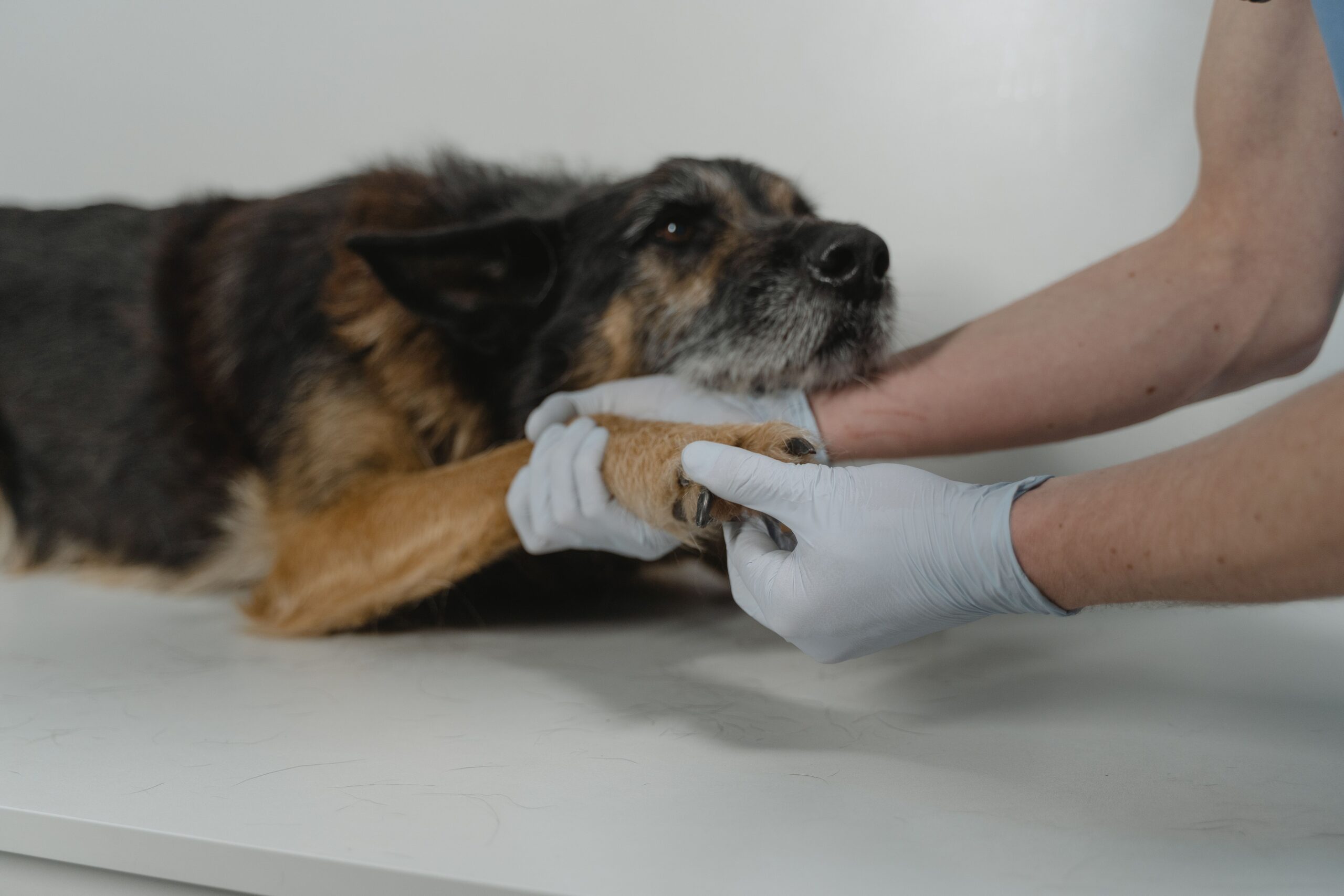 Tierärztliche Kontrolle mit dem Stethoskop