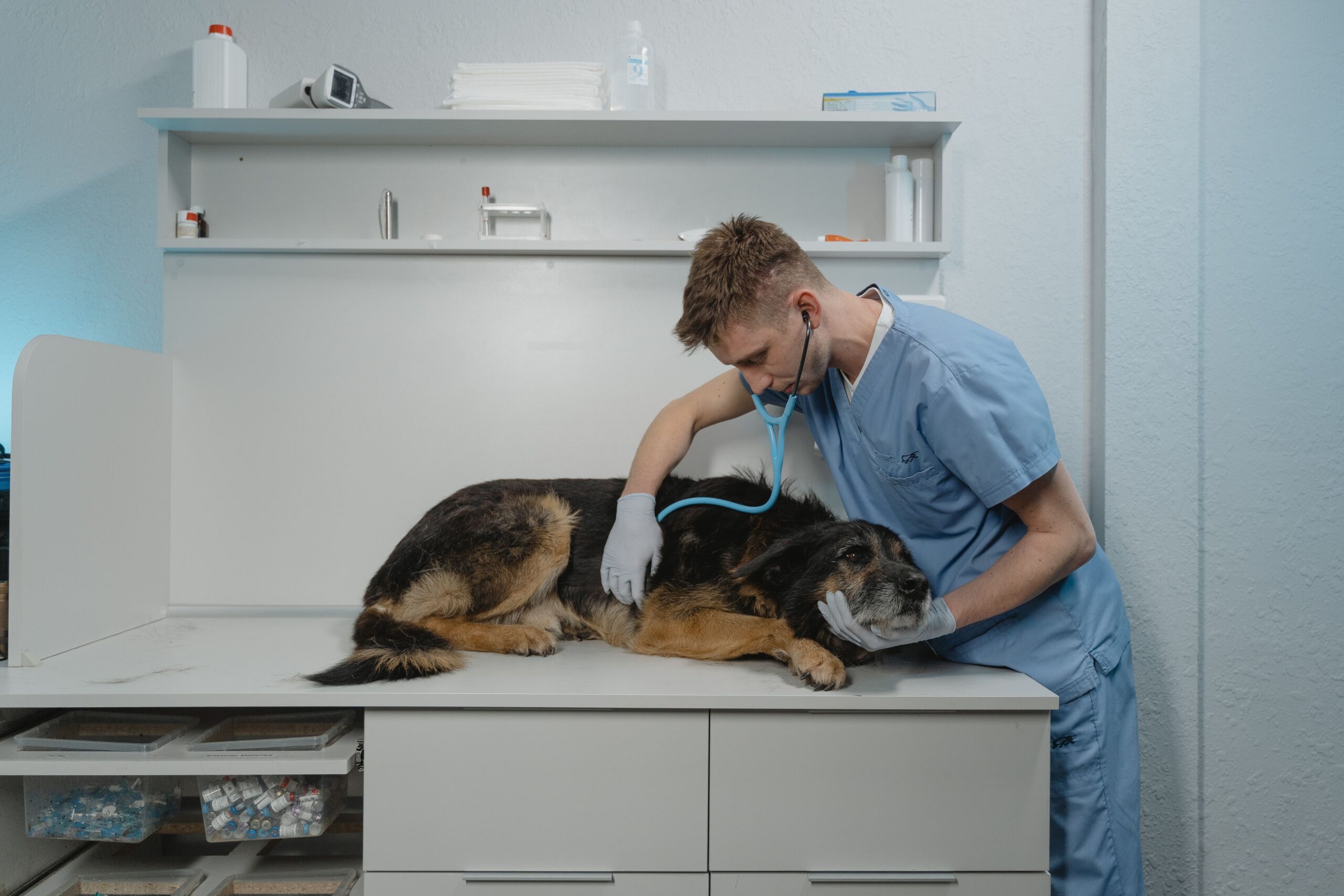 Gesundheitscheck bei einer tierärztlichen Untersuchung