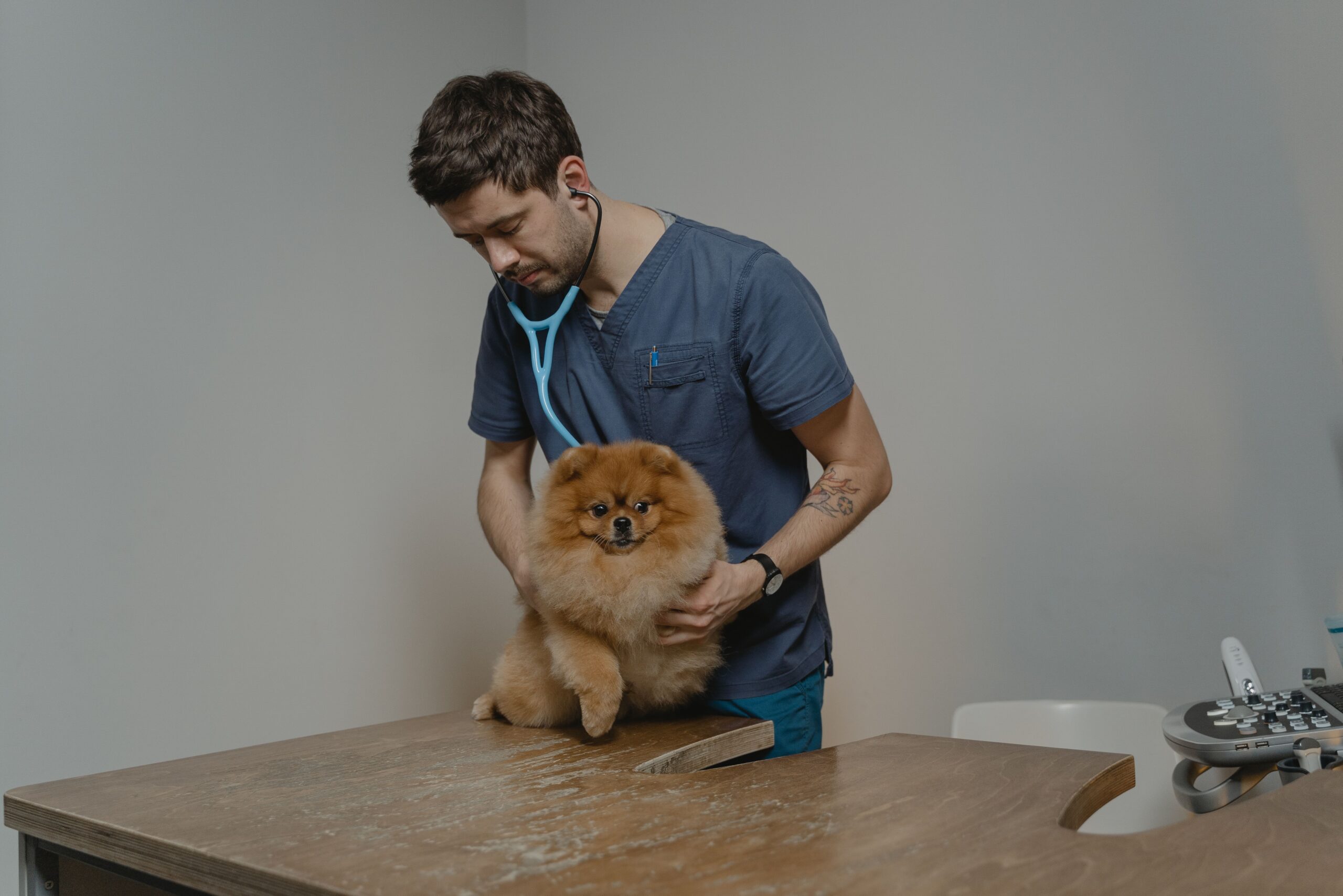 Tierärztliche Untersuchung in einer Tierklinik