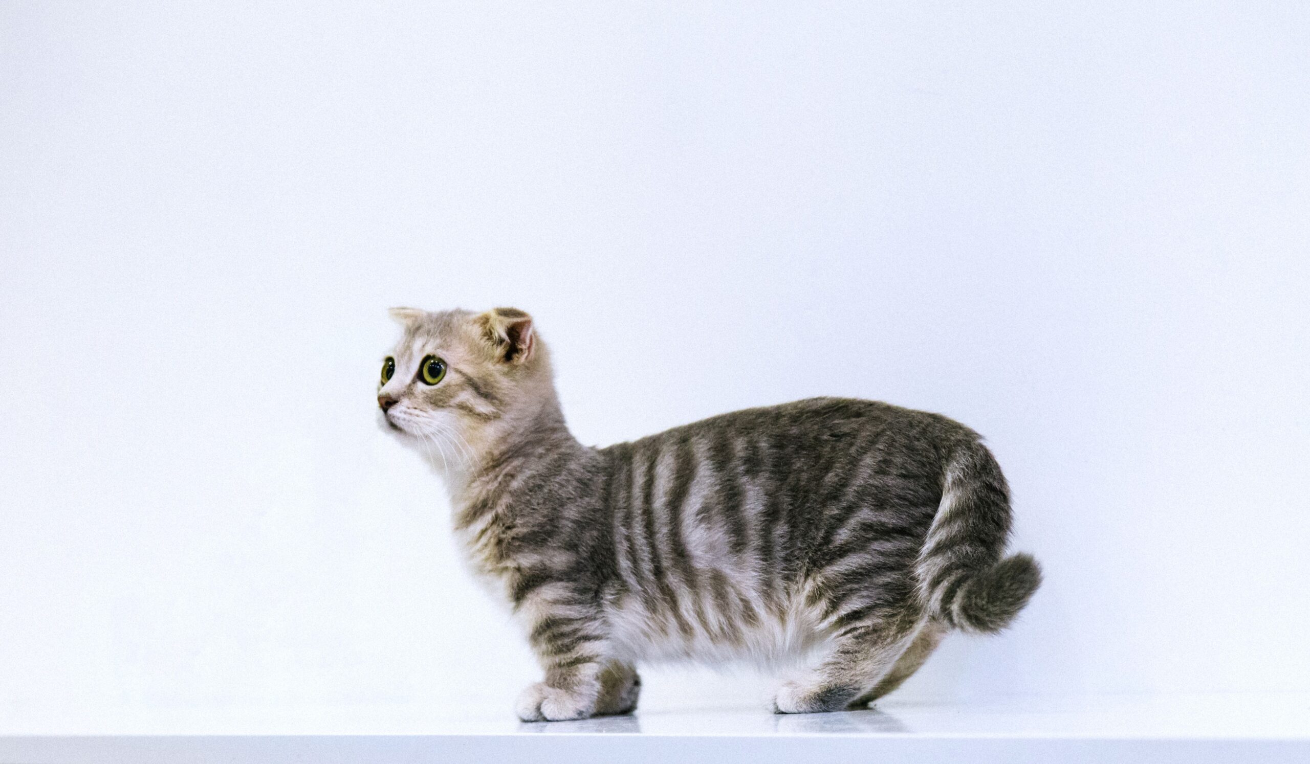 Munchkin Katze mit typisch kurzen Beinen