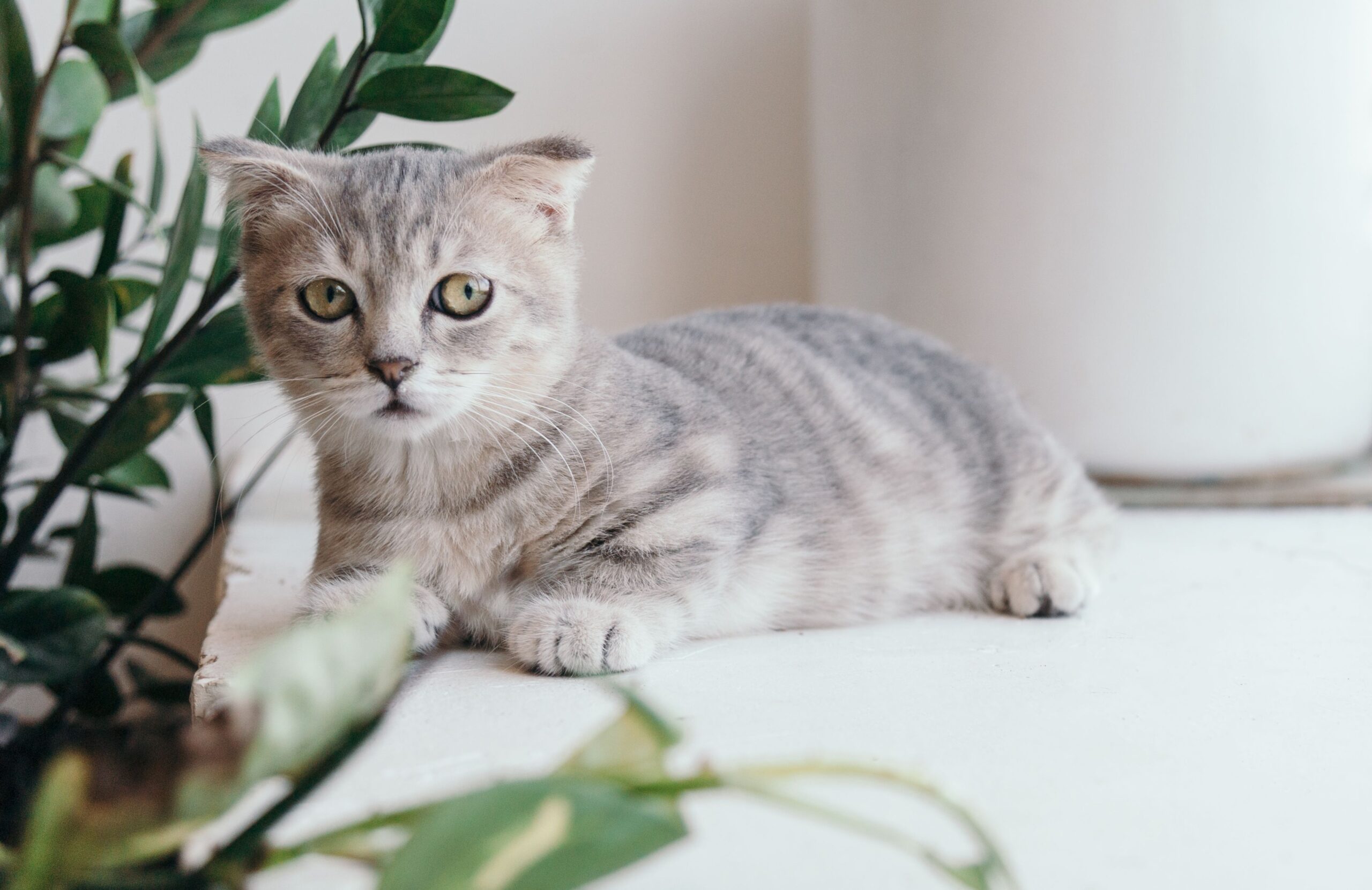 Munchkin Katze bei der orthopädischen tierärztlichen Untersuchung