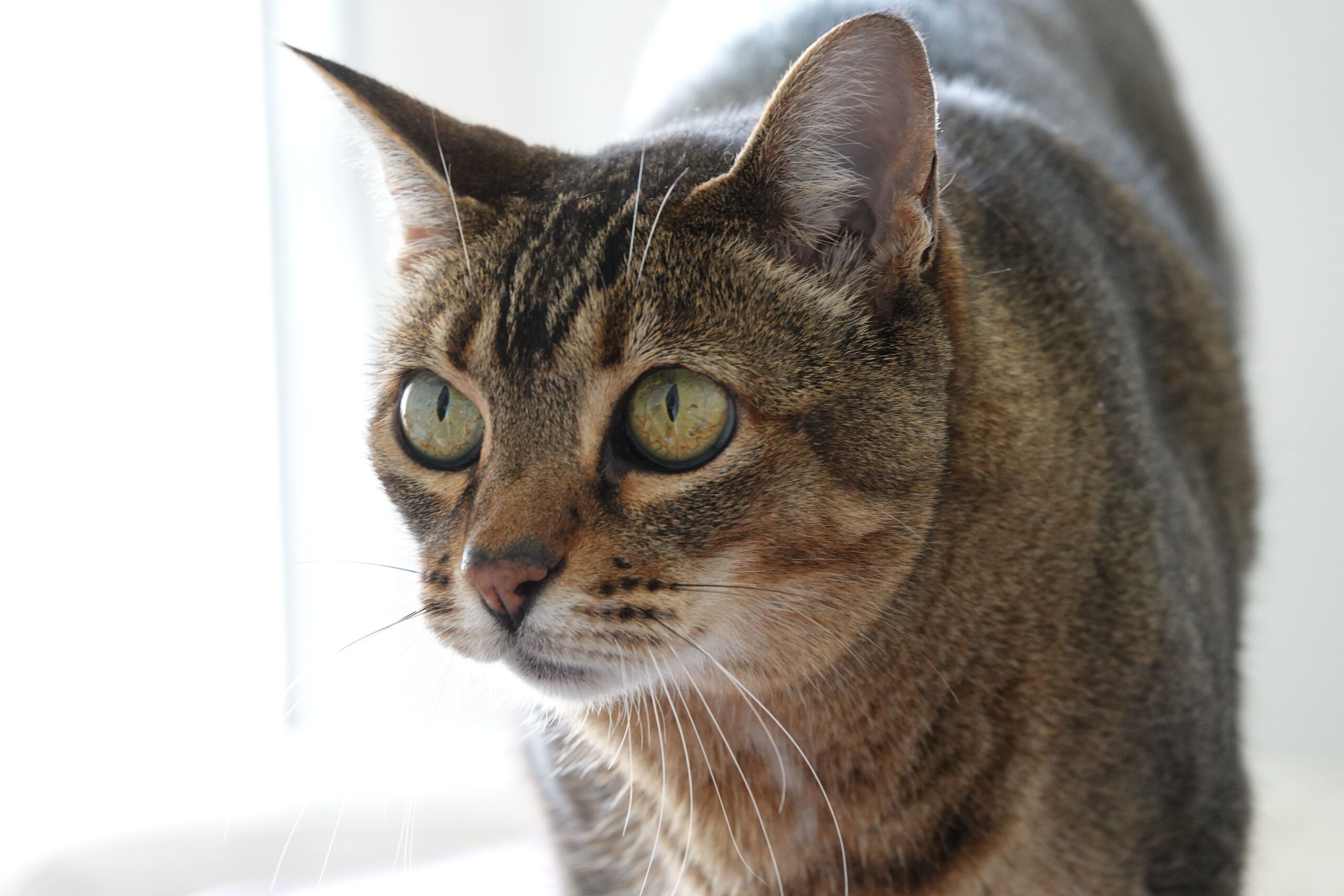Chausie Katze bei der tierärztlichen Untersuchung