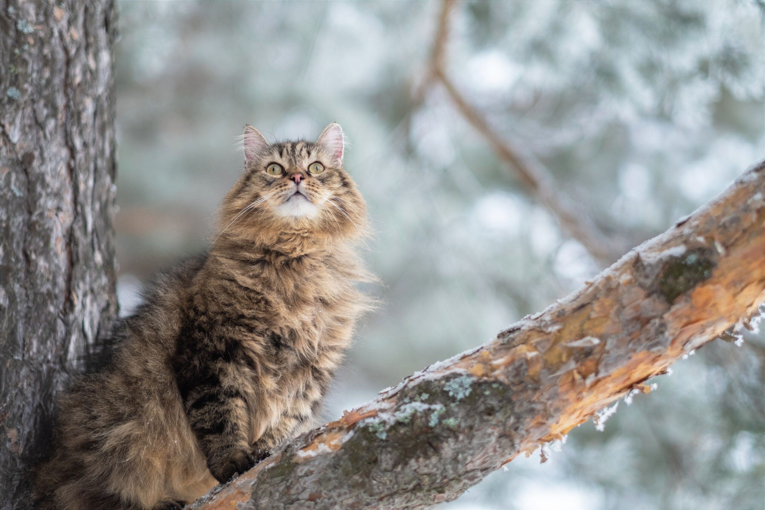 Sibirische Katze beim Spielen – aktive und menschenbezogene Waldkatzenrasse
