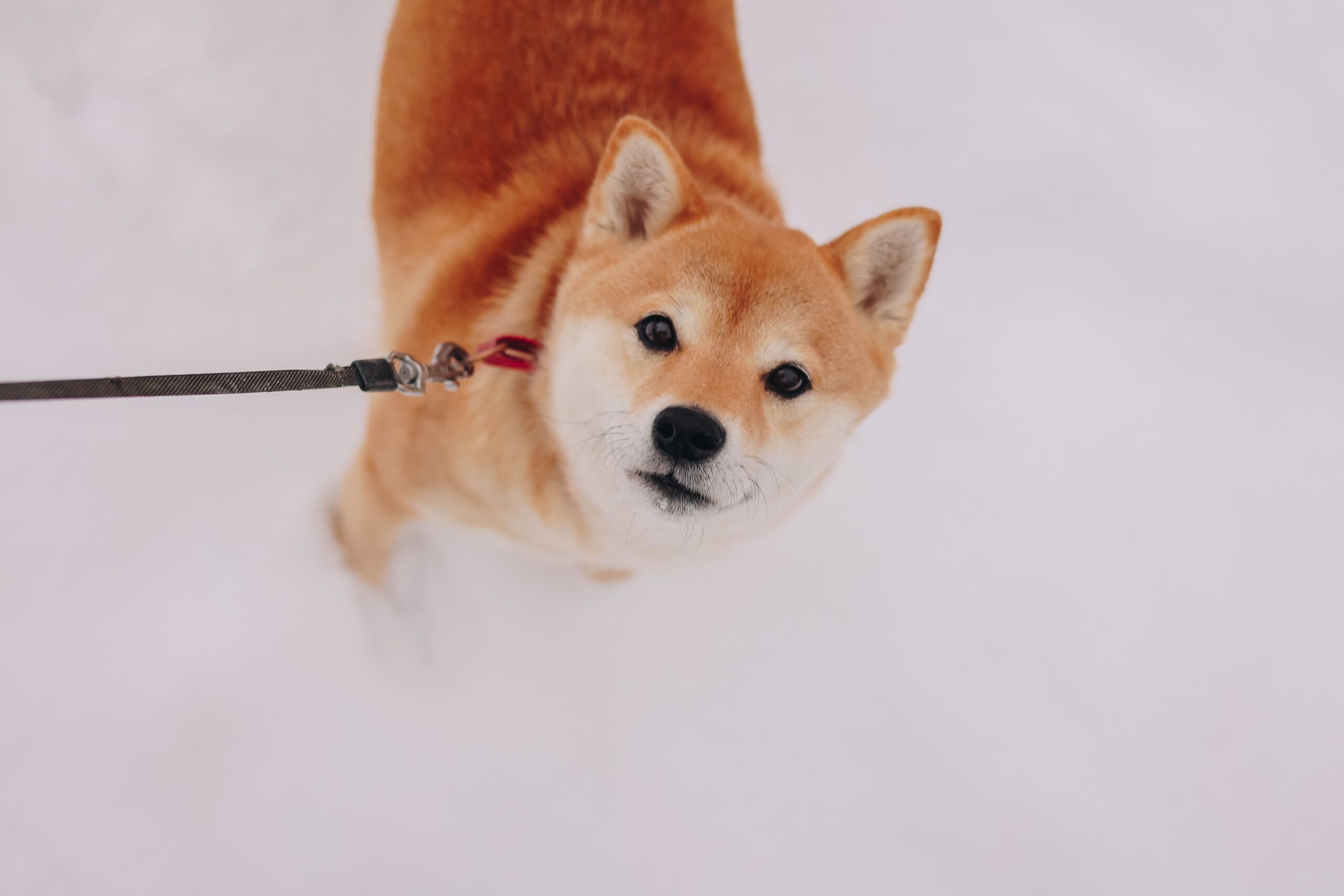 Shiba Inu mit rotbraunem Fell im Freien